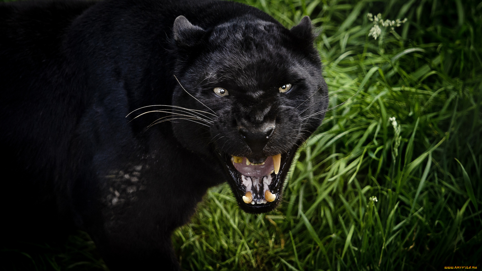 животные, пантеры, рык, черный