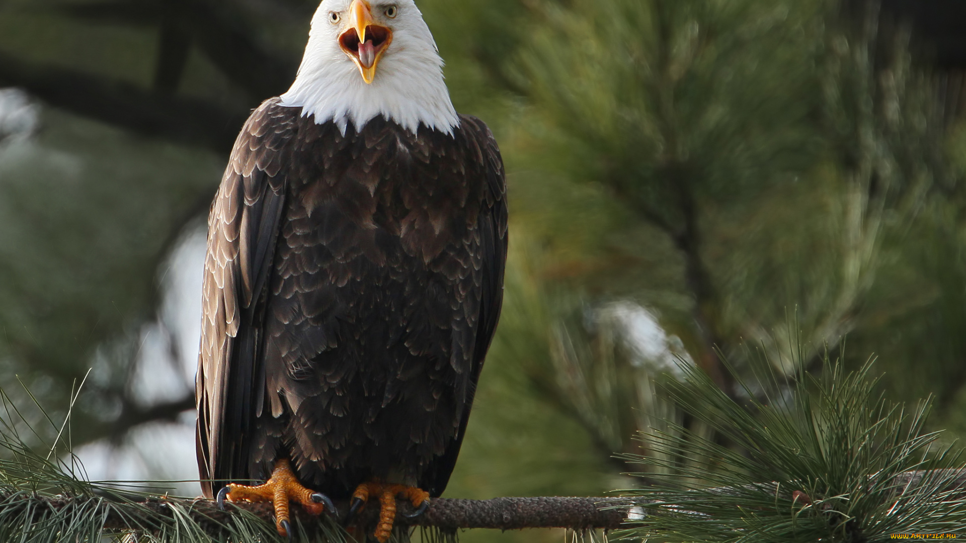 животные, птицы, хищники, хищник, белоголовый, орлан, птица, ветка, орёл