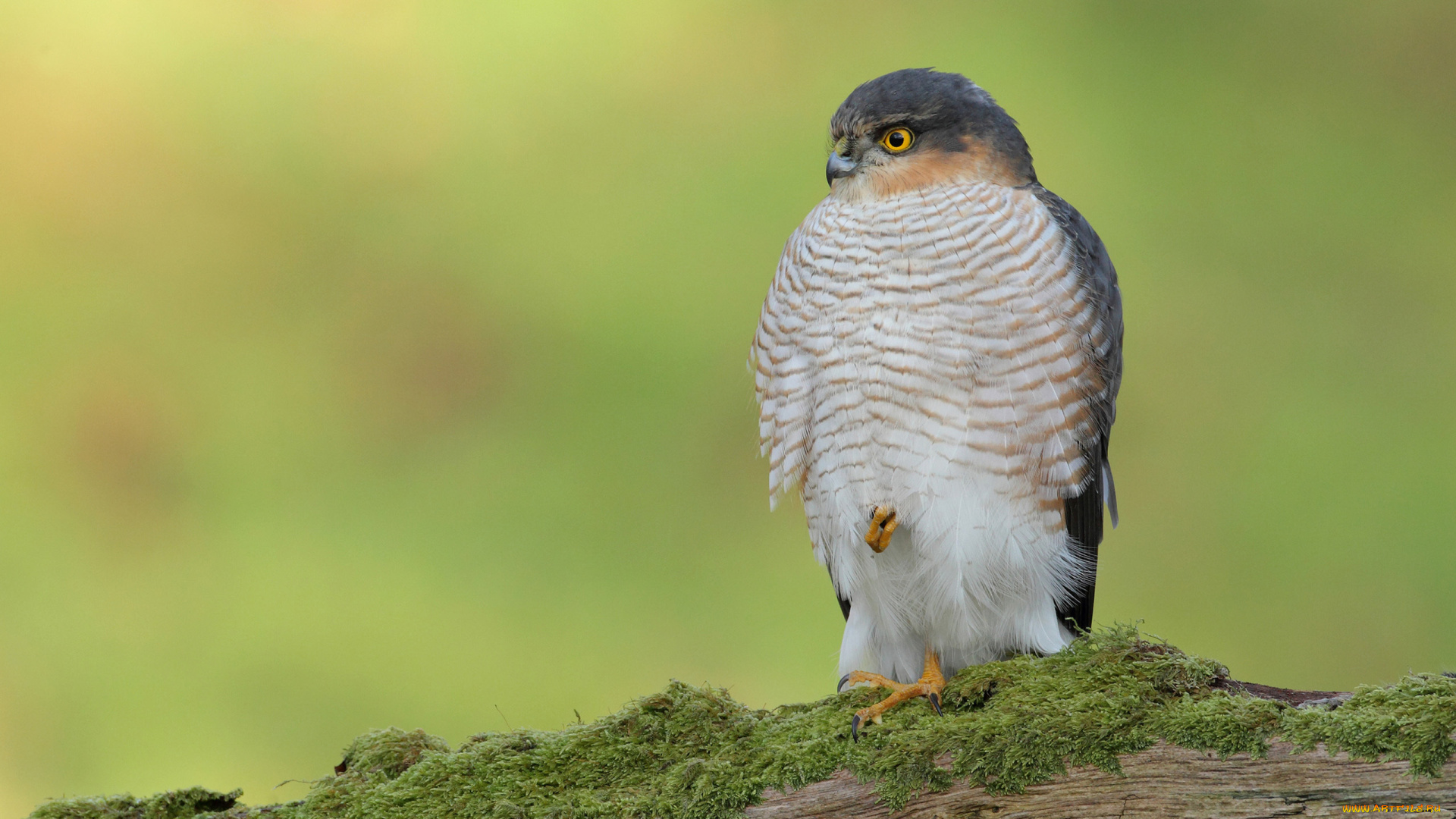 животные, птицы, хищники, ястреб-перепелятник, птица, бревно, мох