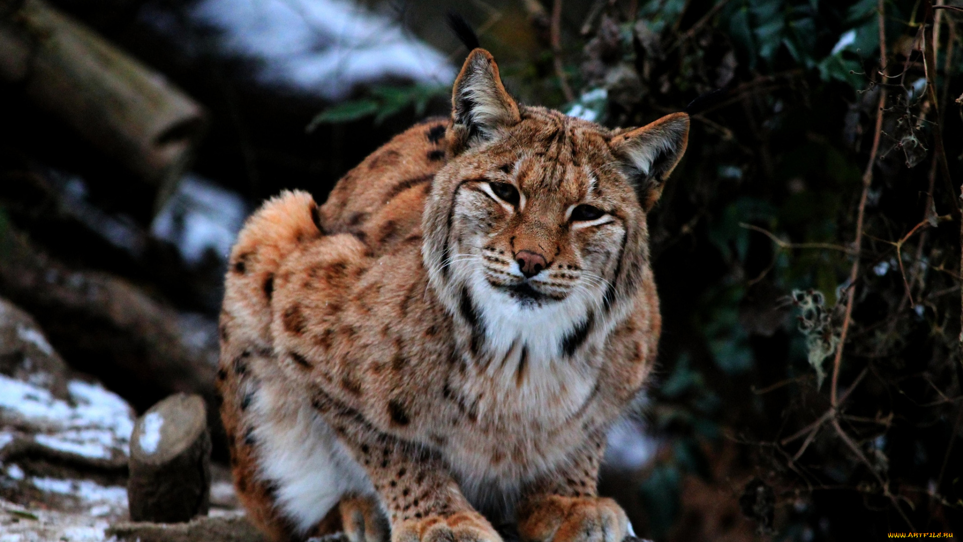 животные, рыси, кошка