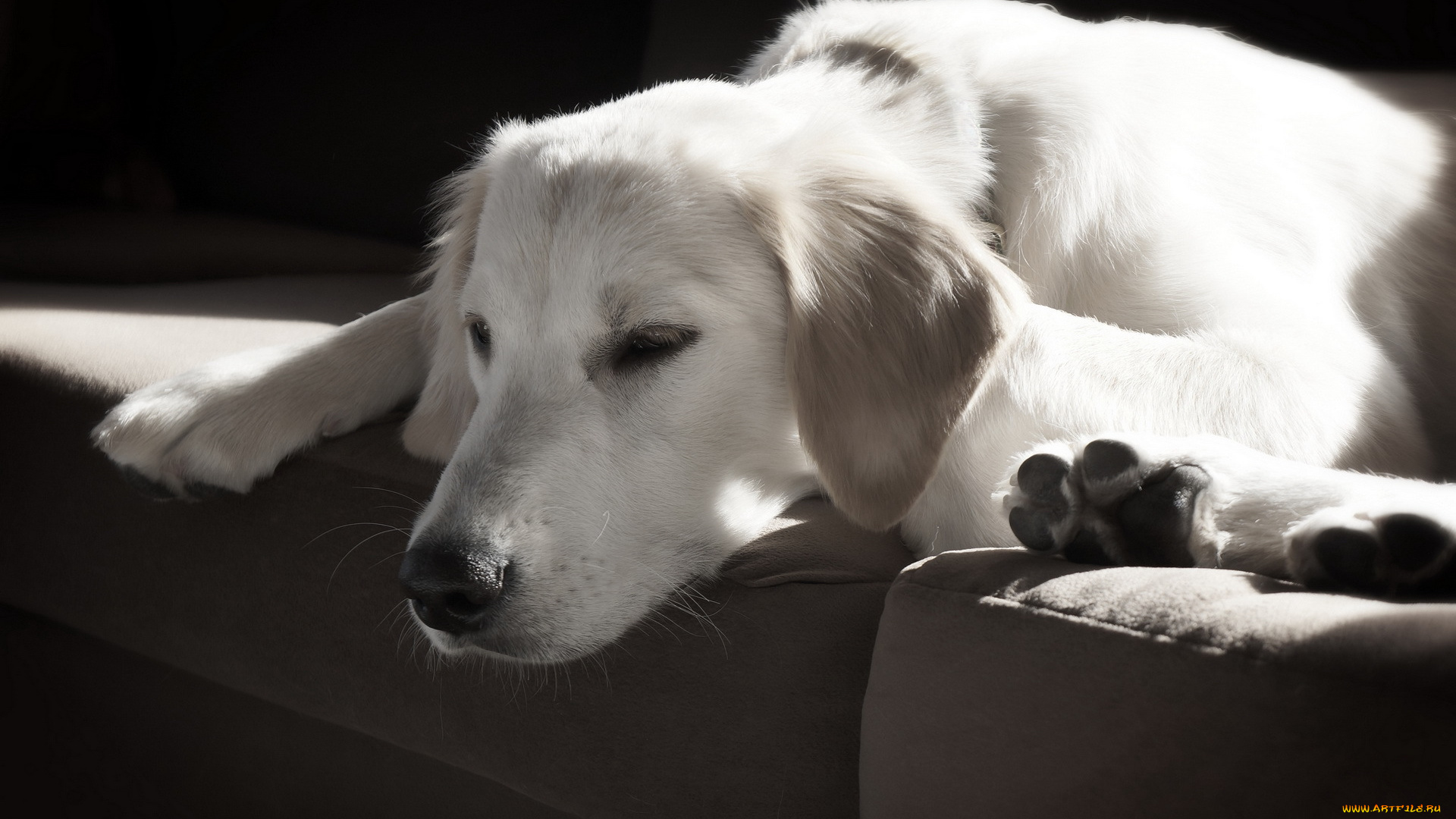 животные, собаки, друг, дом