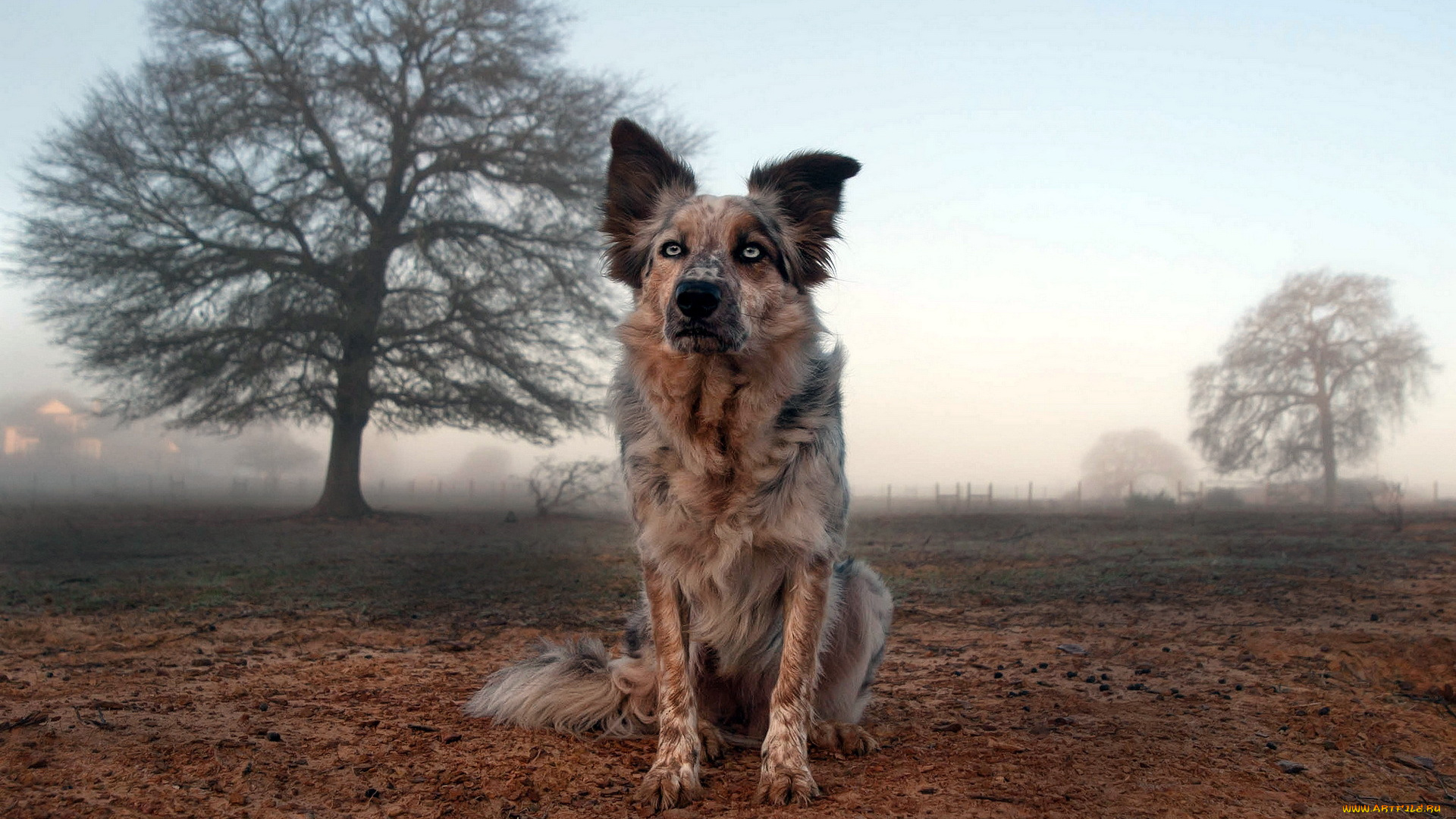 животные, собаки, поле