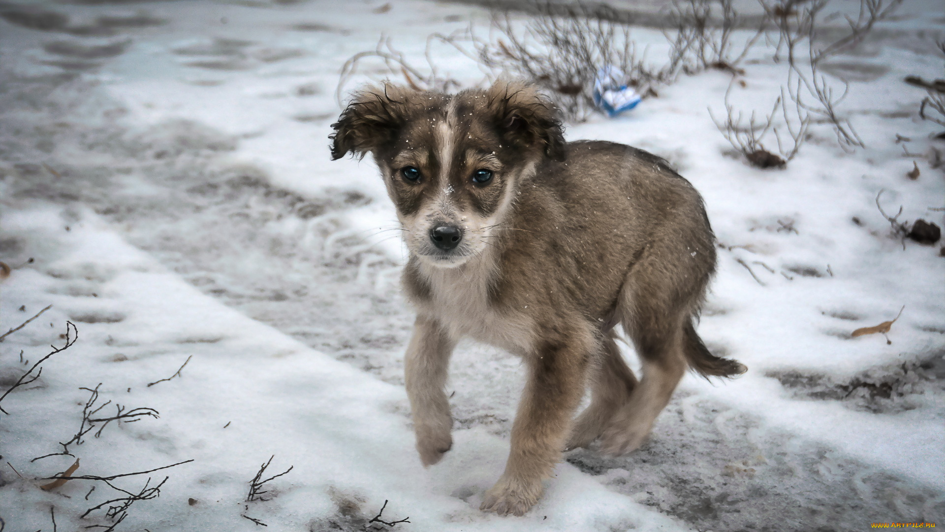 животные, собаки, взгляд