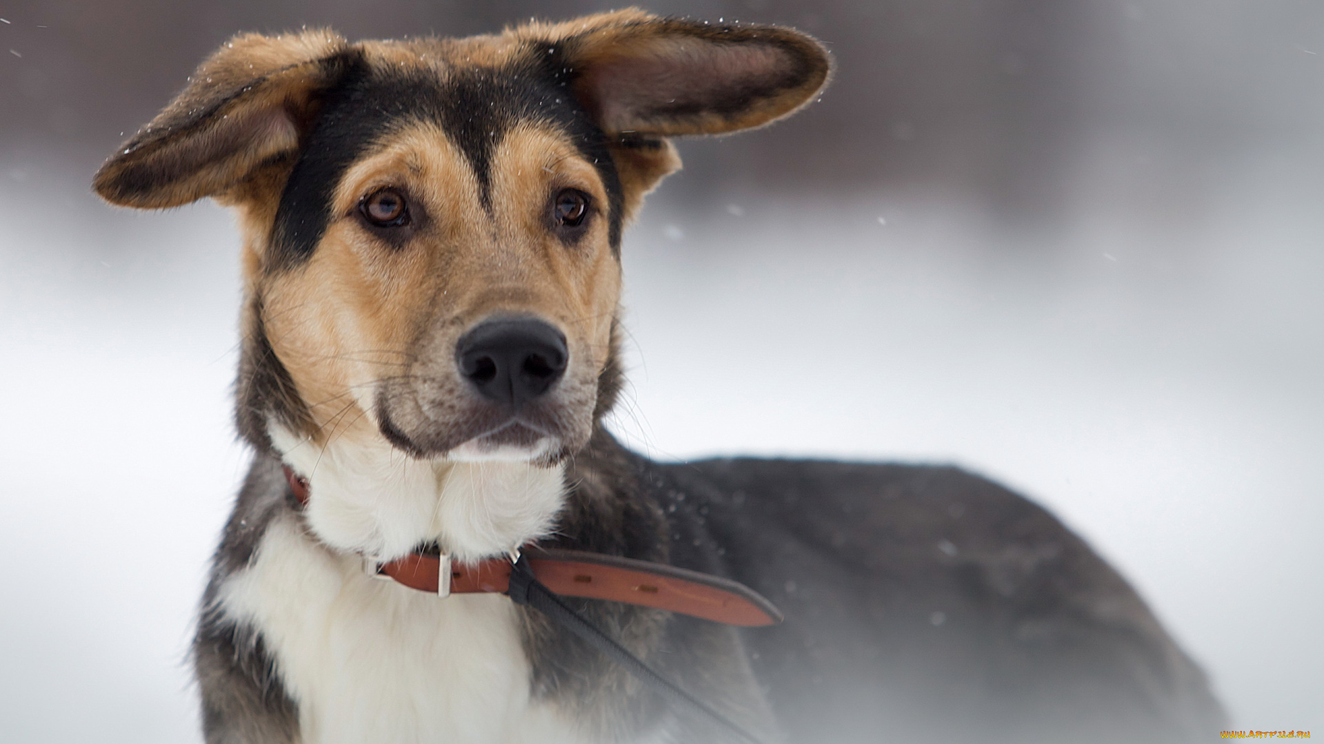 животные, собаки, взгляд, фон
