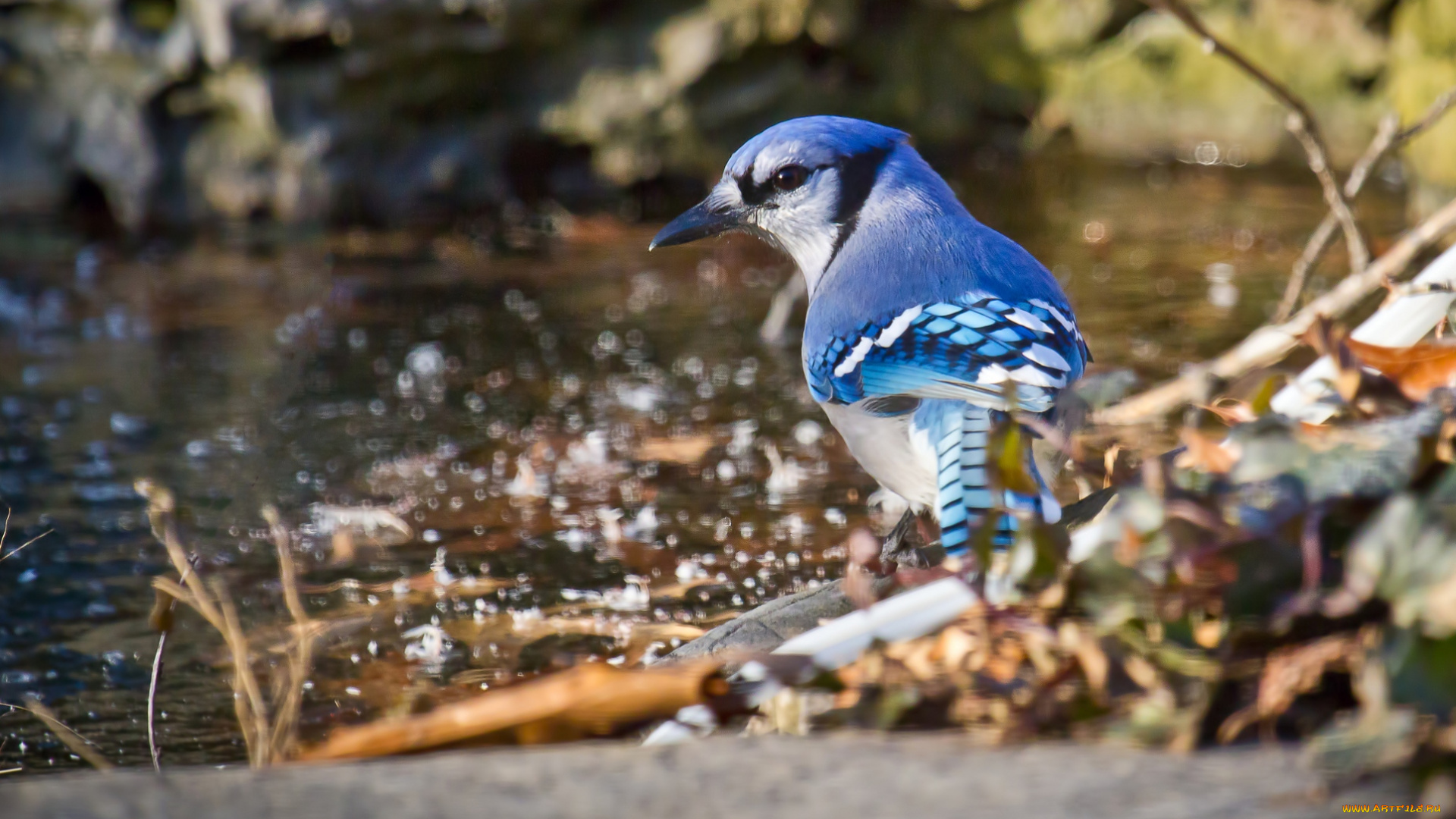 животные, сойки, пестрый