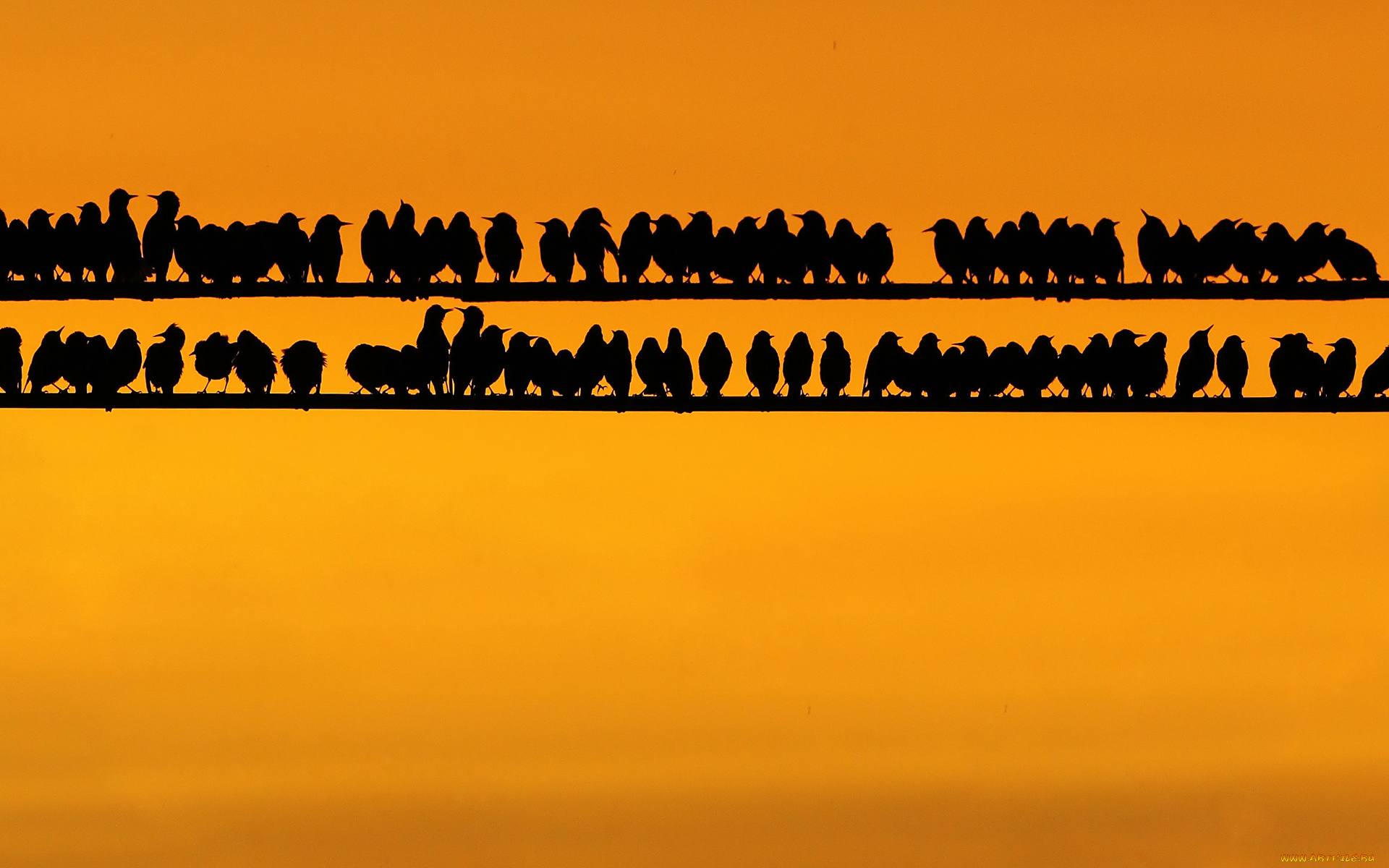 животные, птицы, провода, лэп, много, силуэты, небо, закат