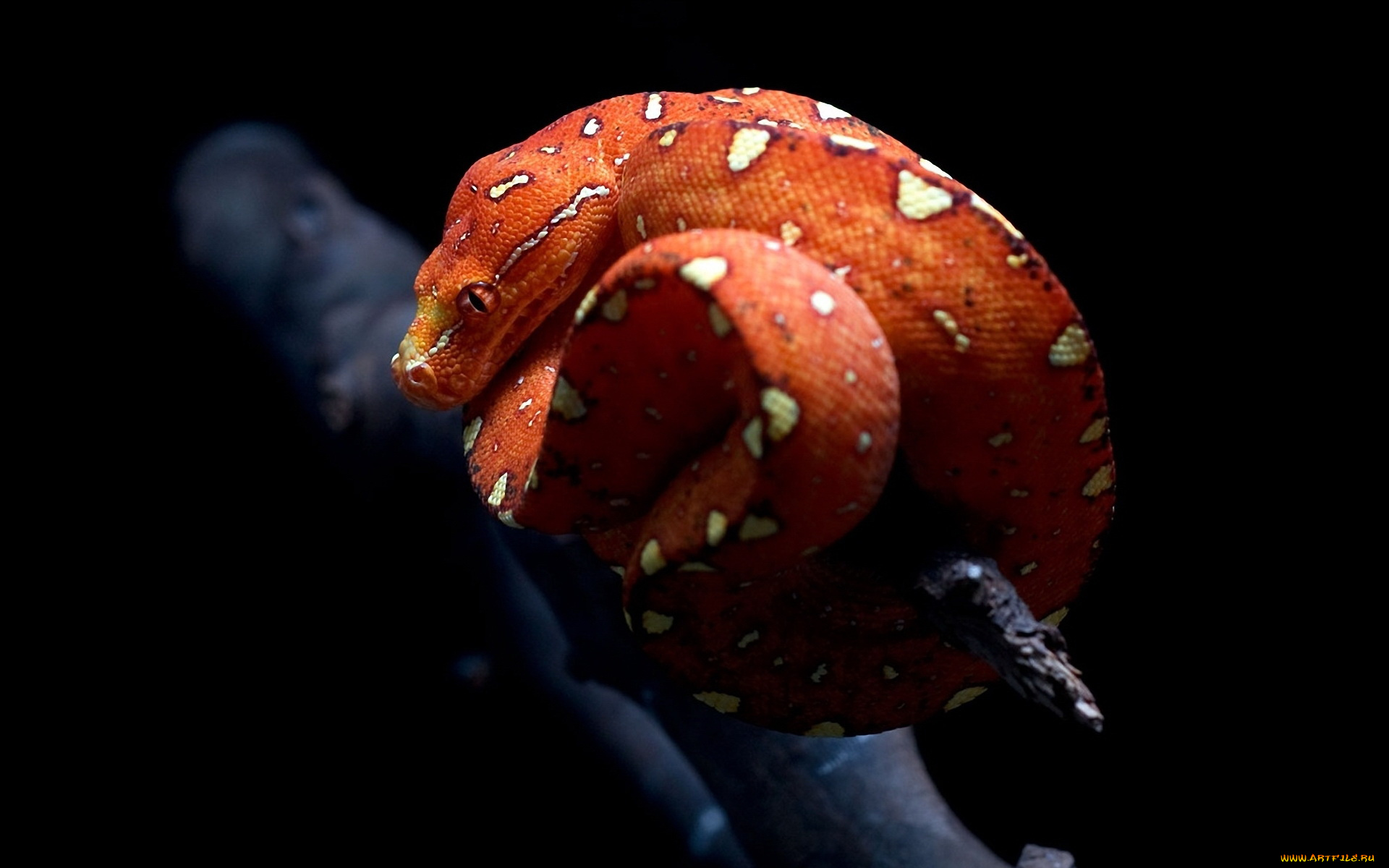 животные, змеи, питоны, кобры, змея, красная, бревно