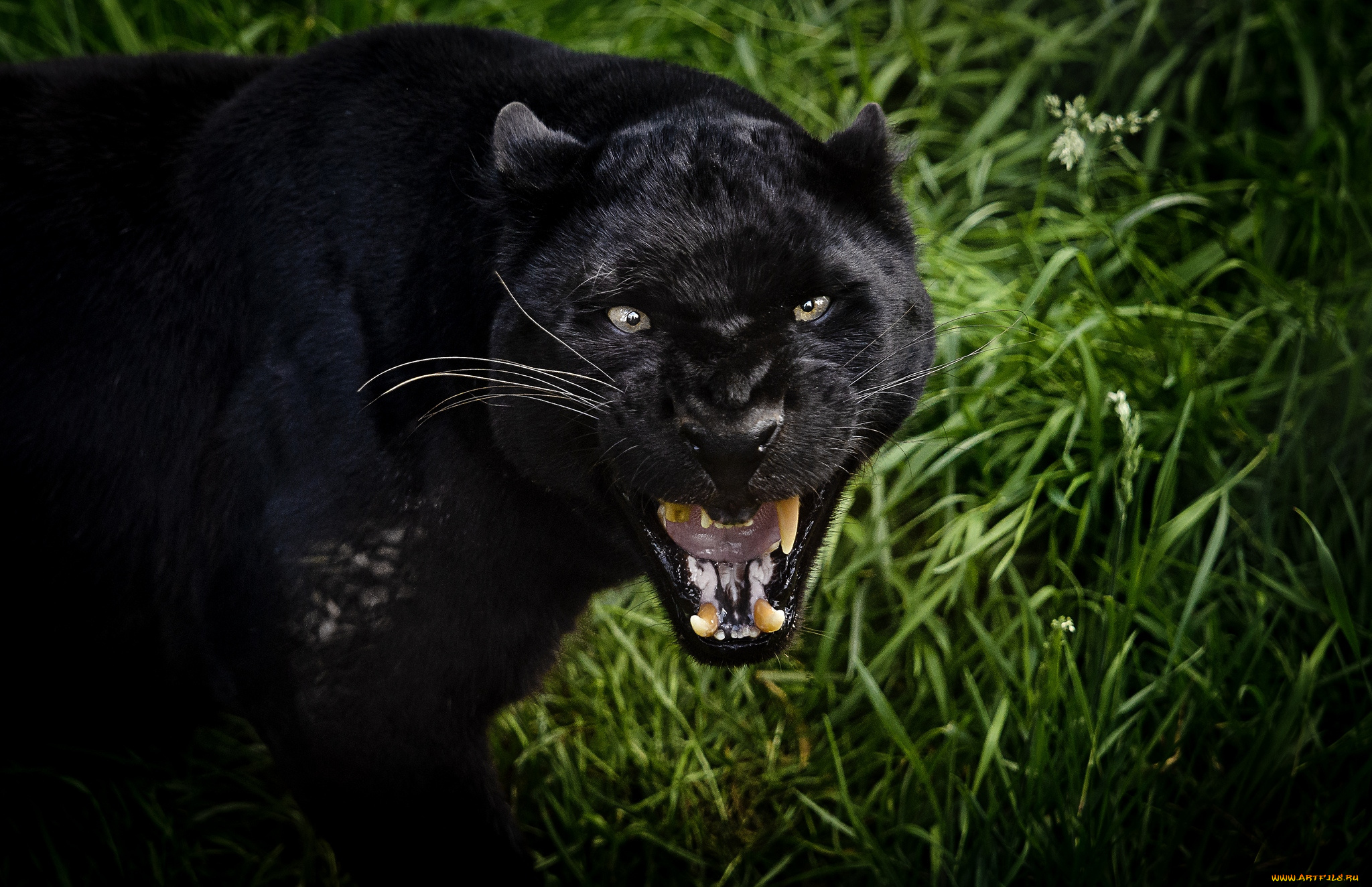 животные, пантеры, рык, черный