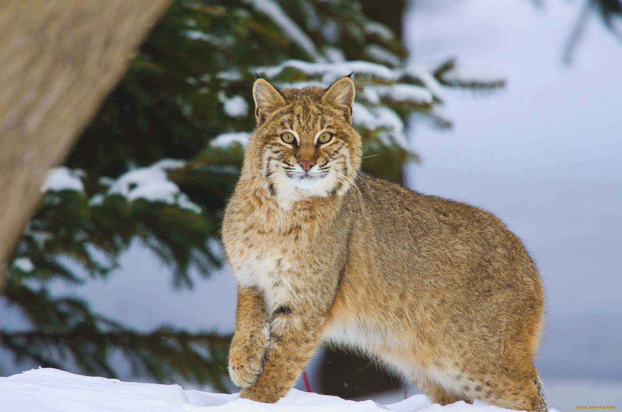 животные, рыси, хищник, снег, взгляд