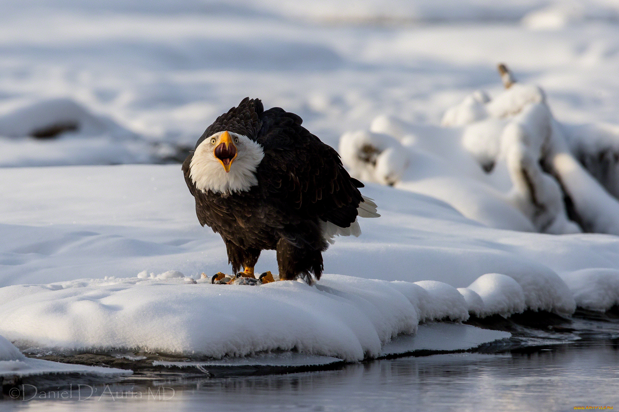 животные, птицы, хищники, белоголовый, орлан