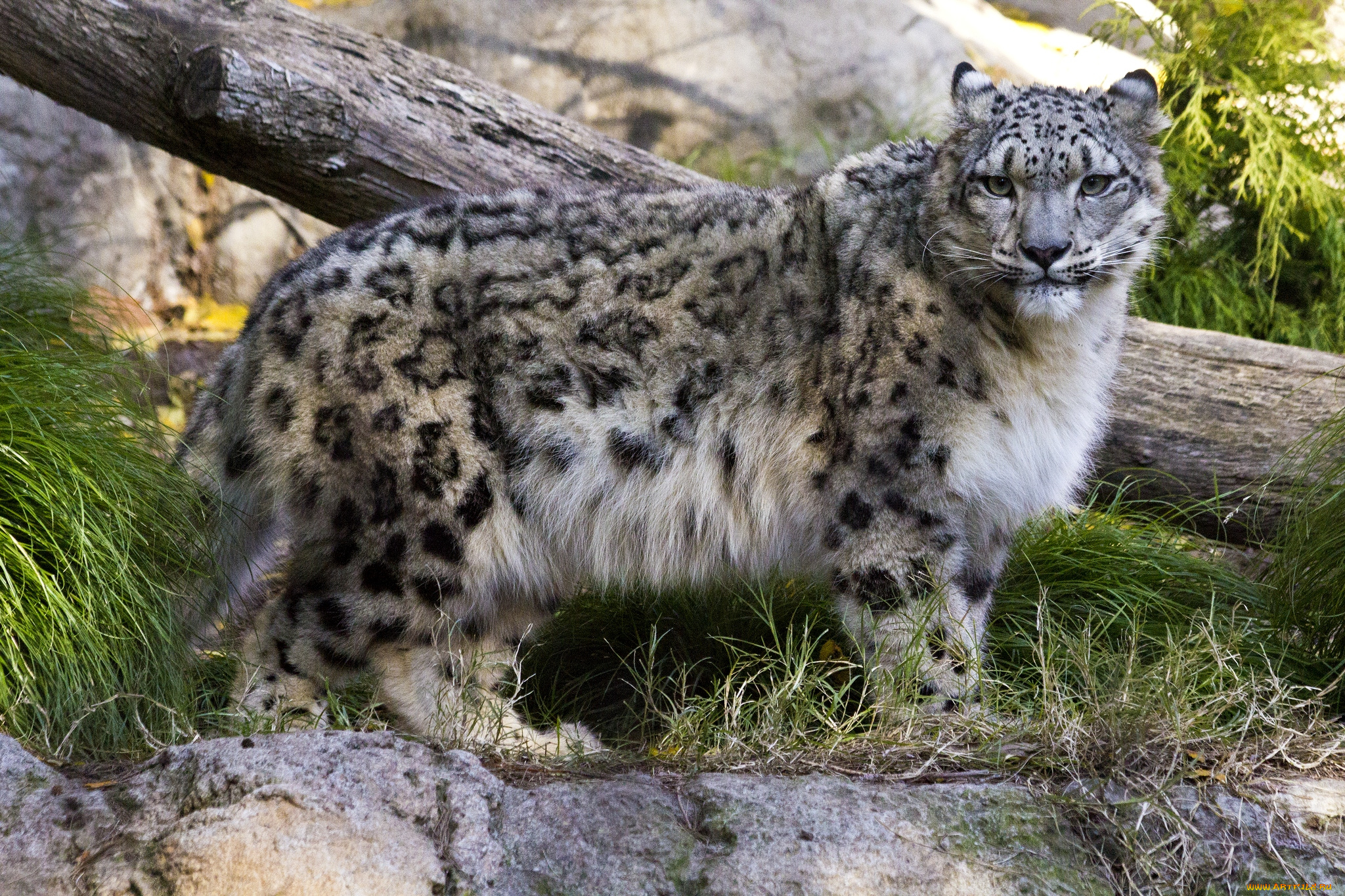 животные, снежный, барс, ирбис, пятна, взгляд