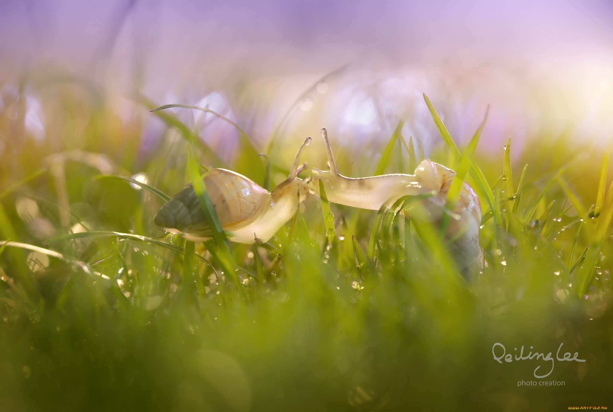 животные, улитки, поцелуй