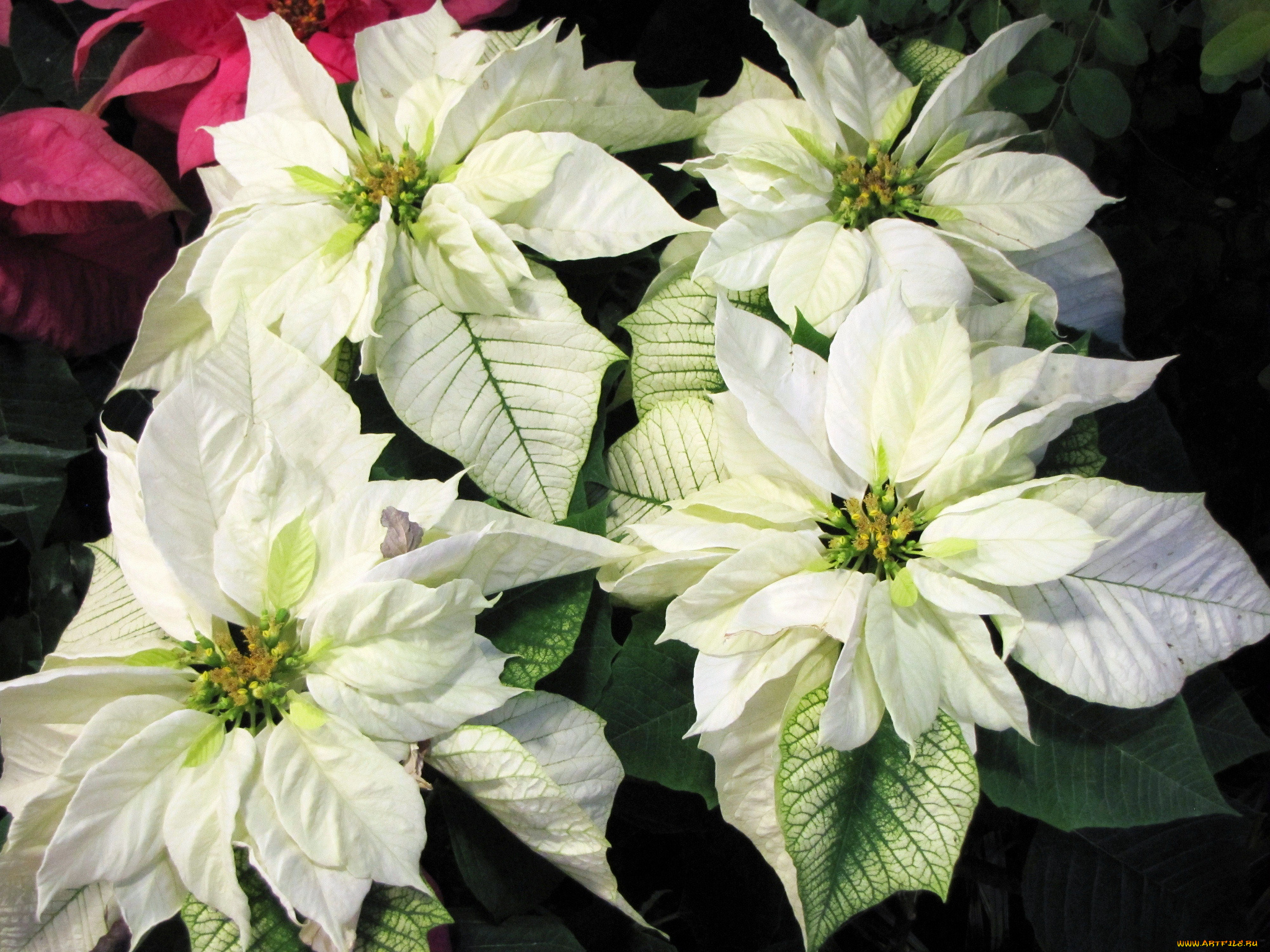 цветы, пуансеттия, лепестки