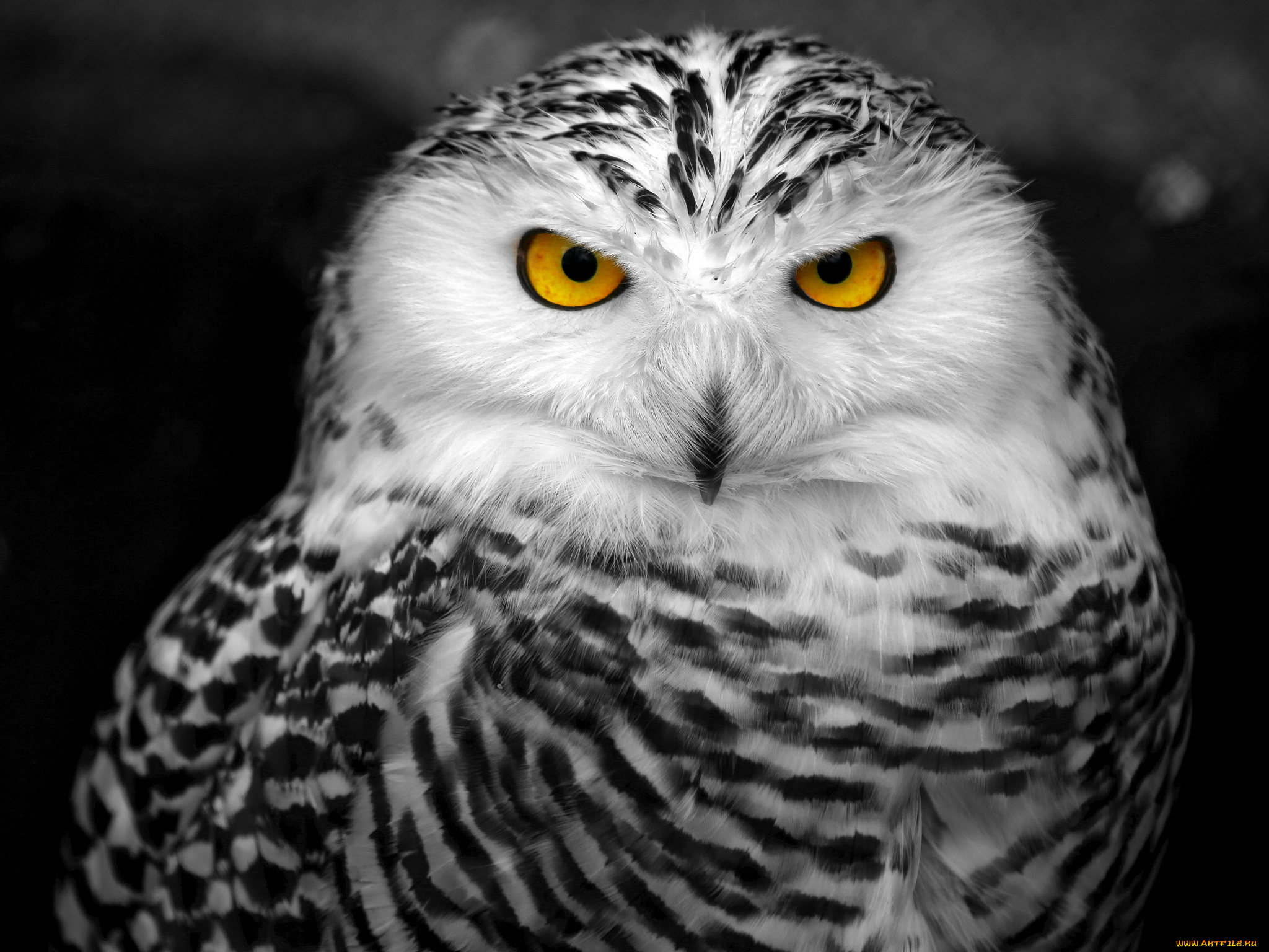 животные, совы, белая, сова, полярная