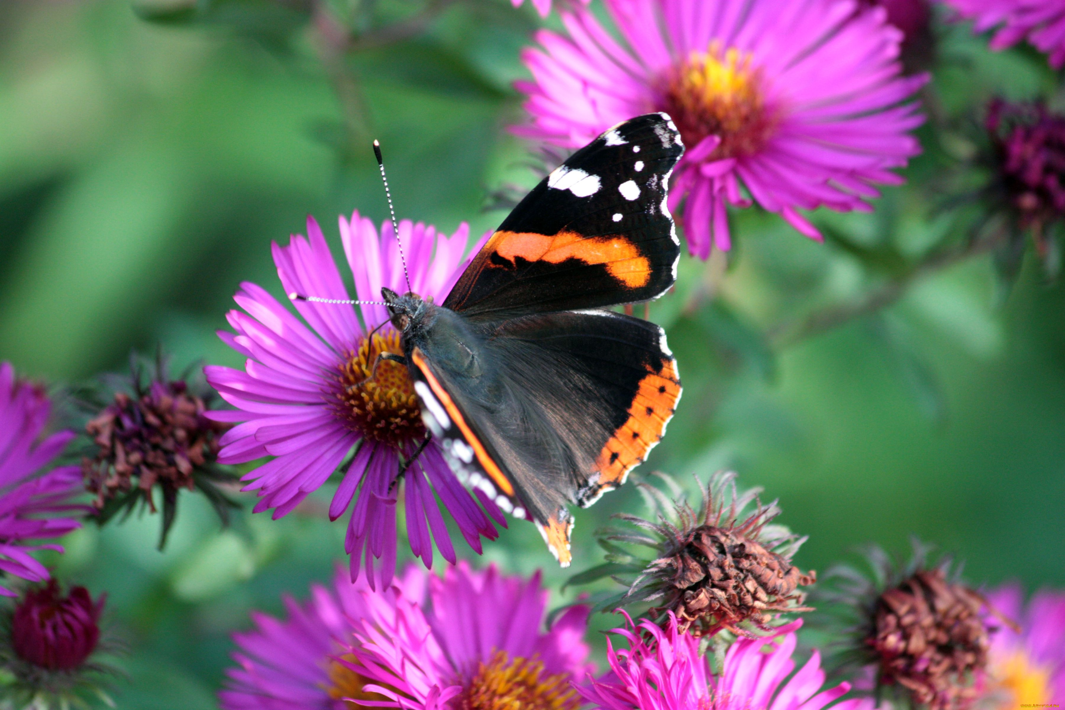 животные, бабочки, крылья, цветы