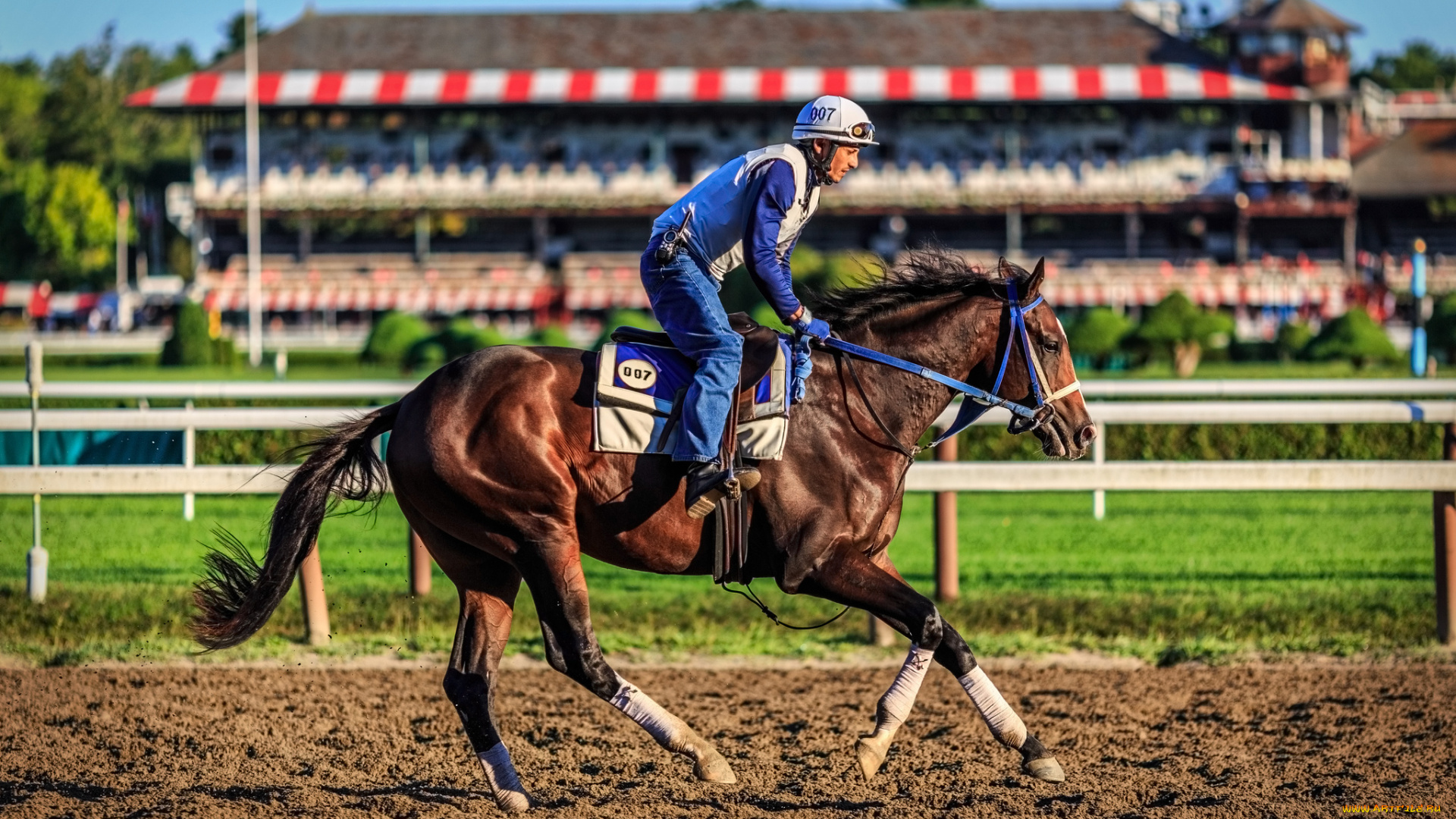 спорт, конный, спорт, ипподром, наездник, лошадь