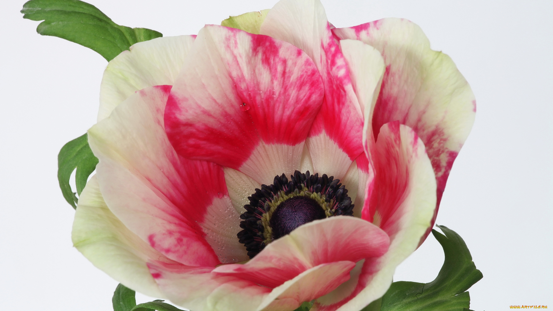 цветы, анемоны, , сон-трава, розовый