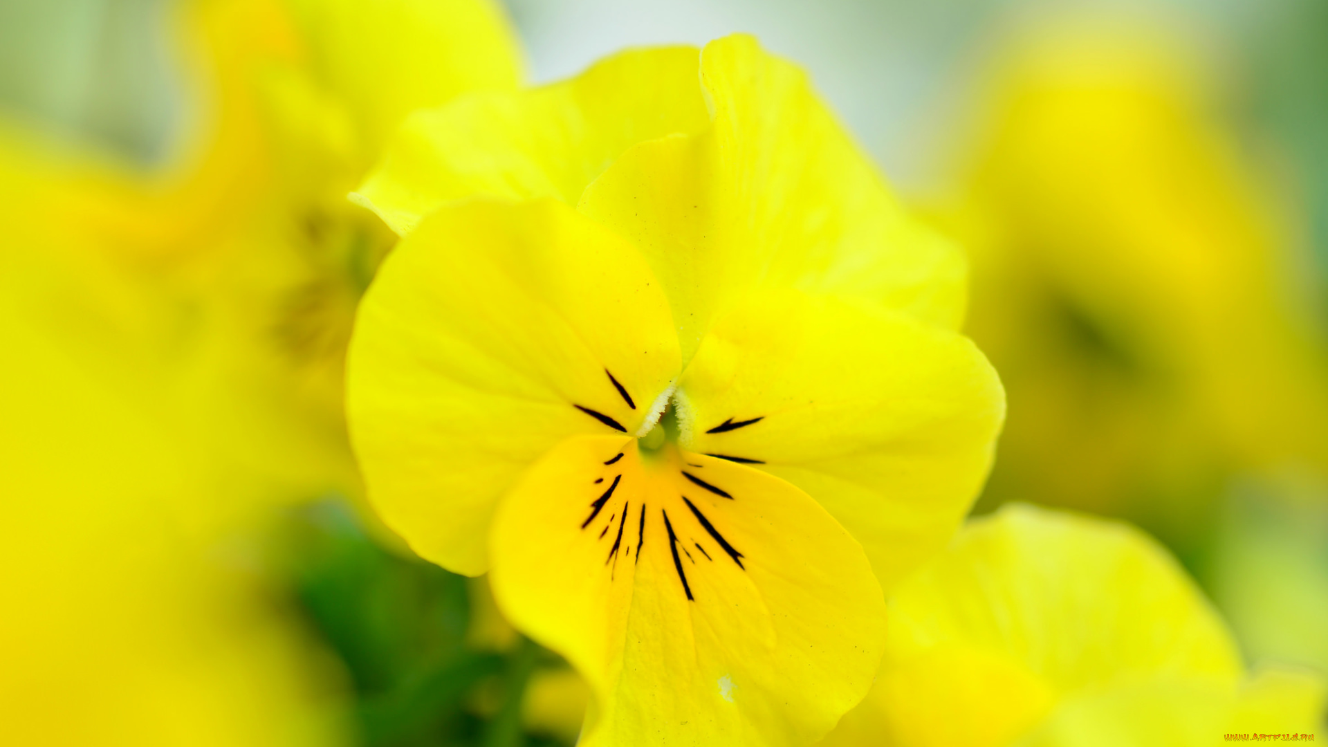 цветы, анютины, глазки, , садовые, фиалки, фиалки, садовые, нежный, анютины, глазки, яркий, жёлтый