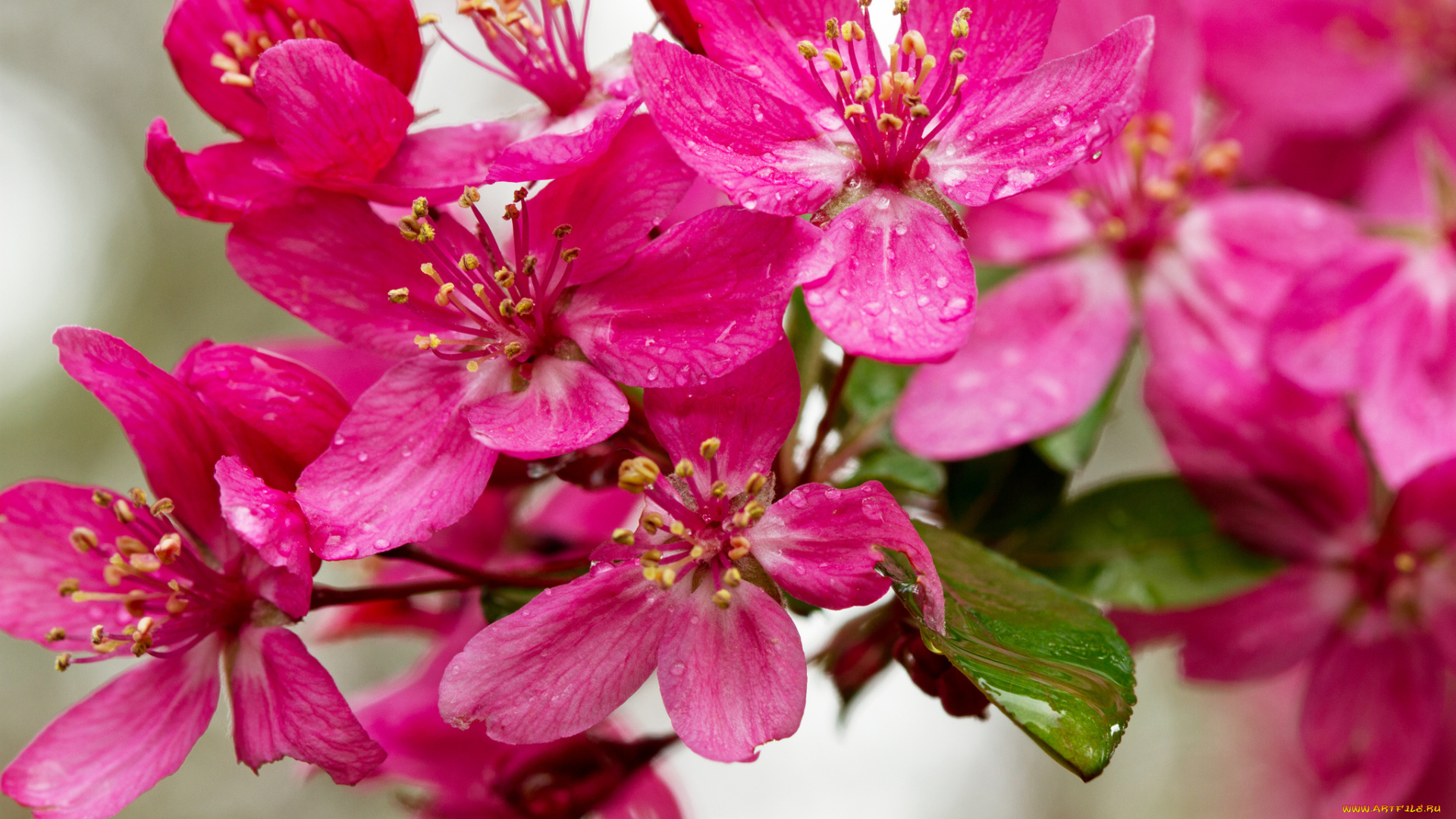 цветы, цветущие, деревья, , , кустарники, капли, макро, роса