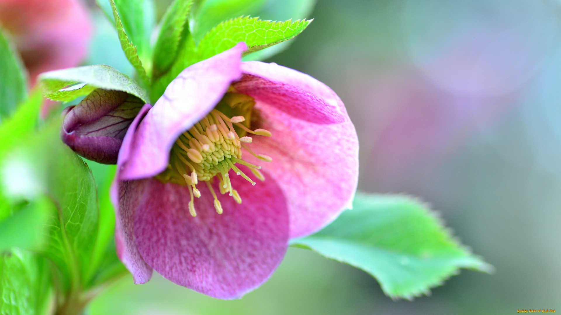 цветы, цветущие, деревья, , , кустарники, листья, фон, макро, цветок