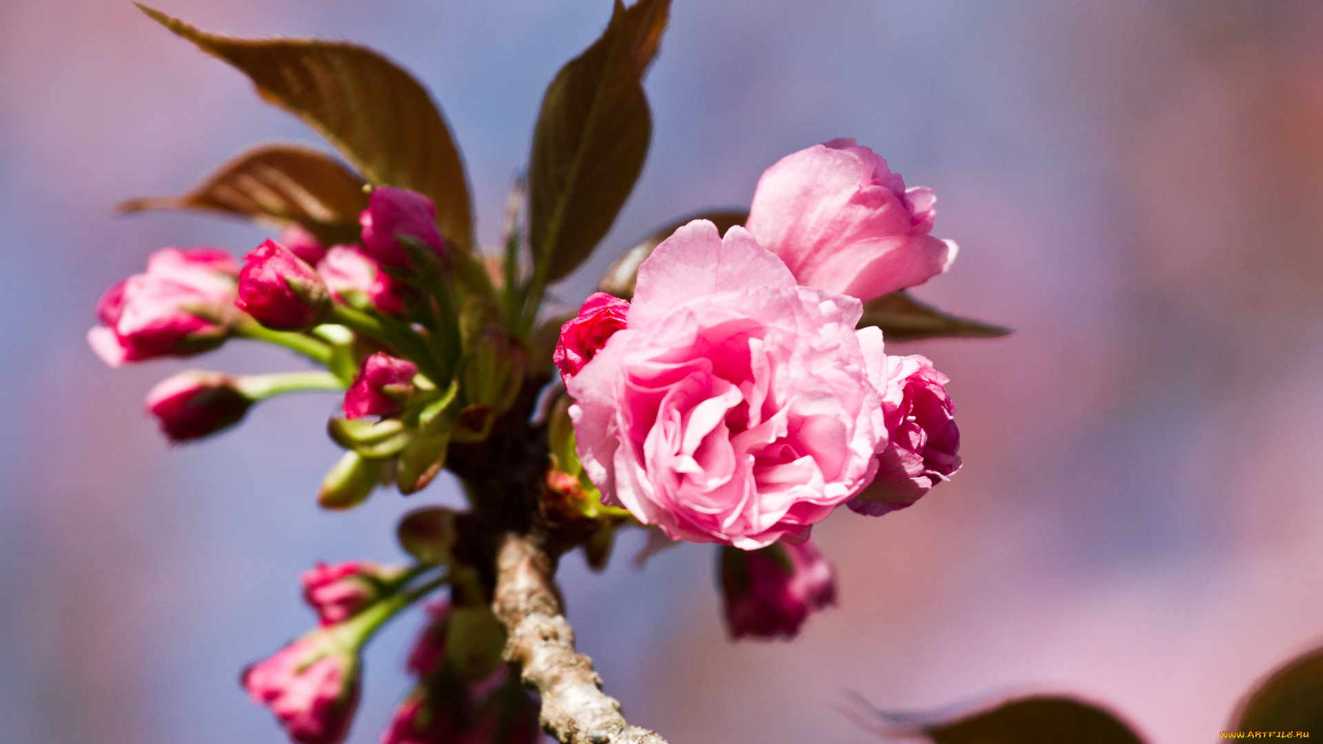 цветы, цветущие, деревья, , , кустарники, розовые, бутоны, ветка