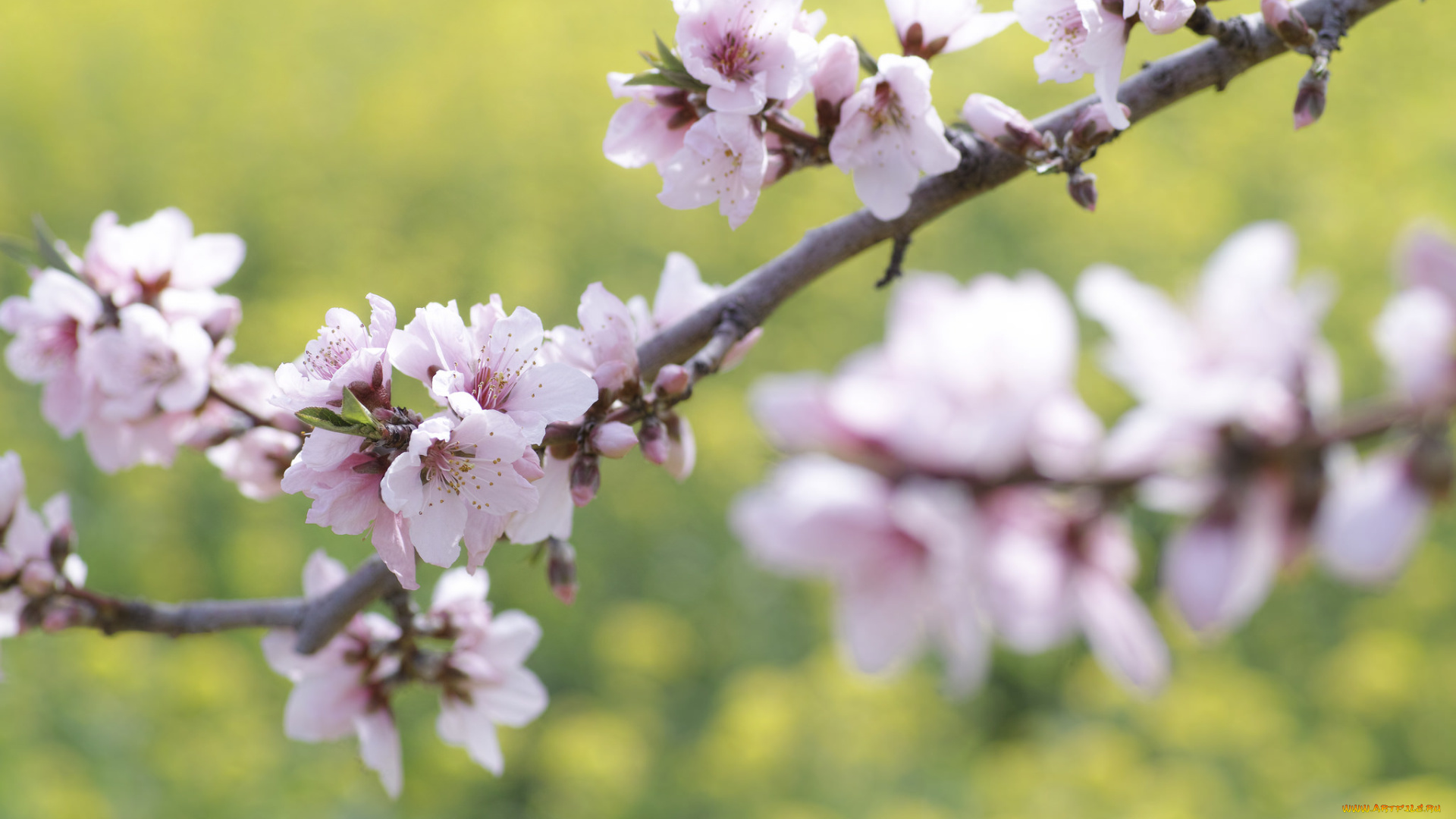 цветы, цветущие, деревья, , , кустарники, весна, макро, takaten, ветки