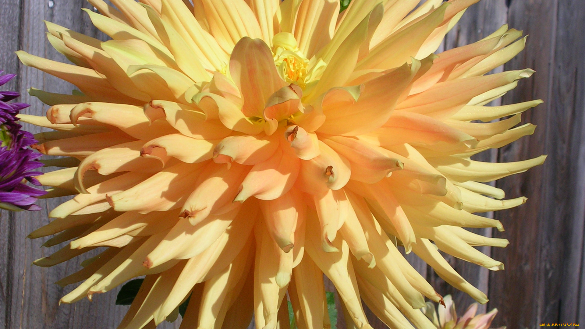 цветы, георгины, лепестки