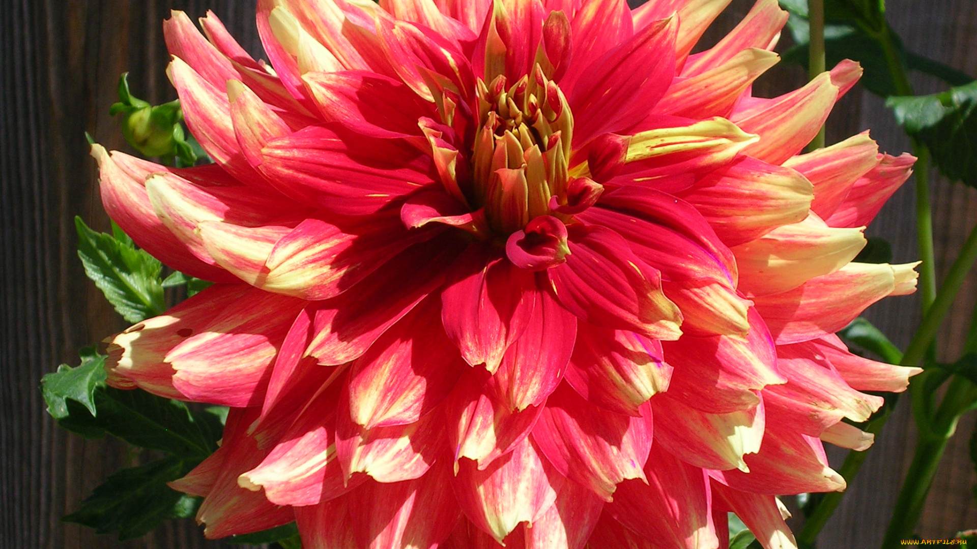 цветы, георгины, лепестки