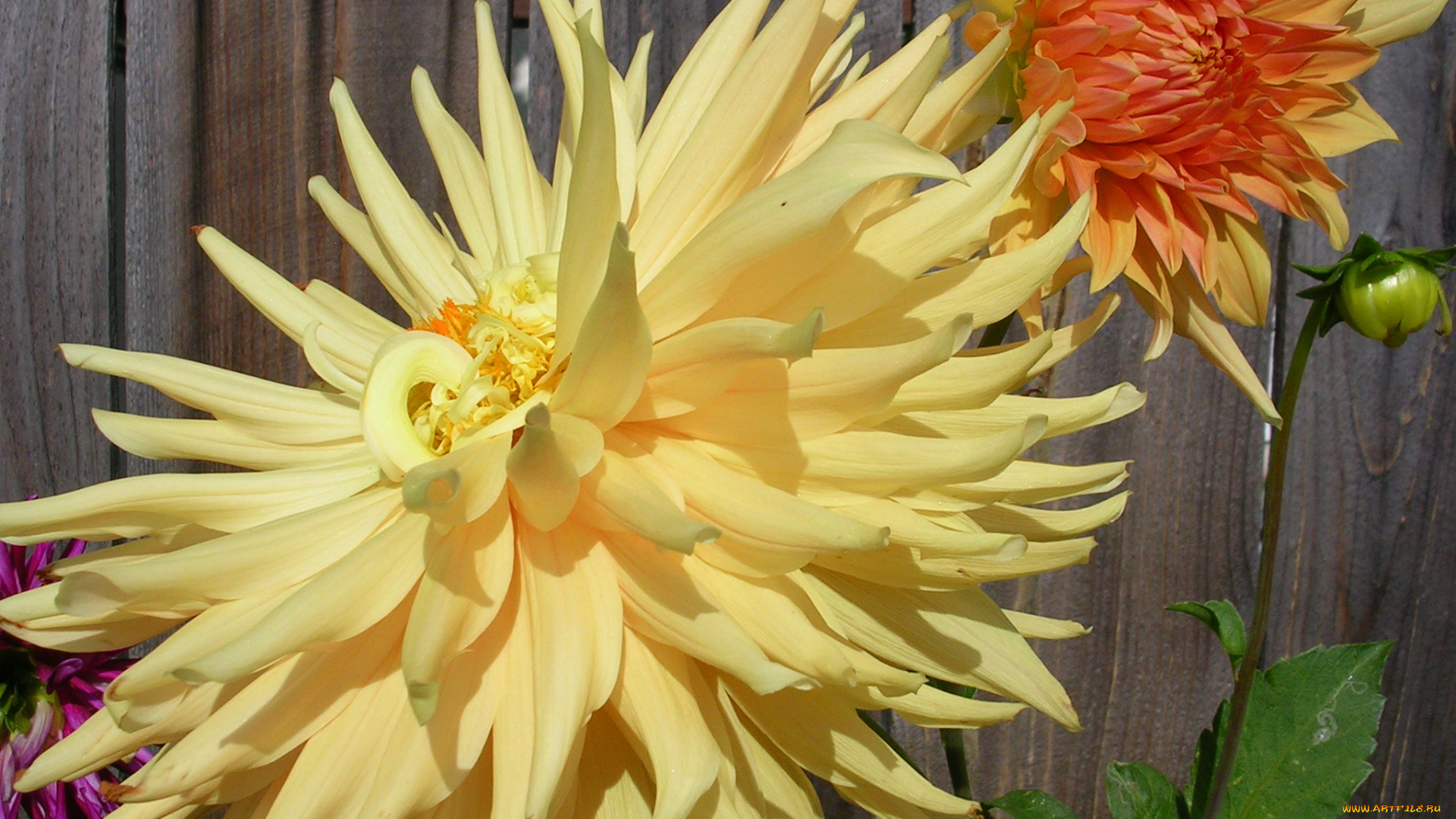 цветы, георгины, лепестки