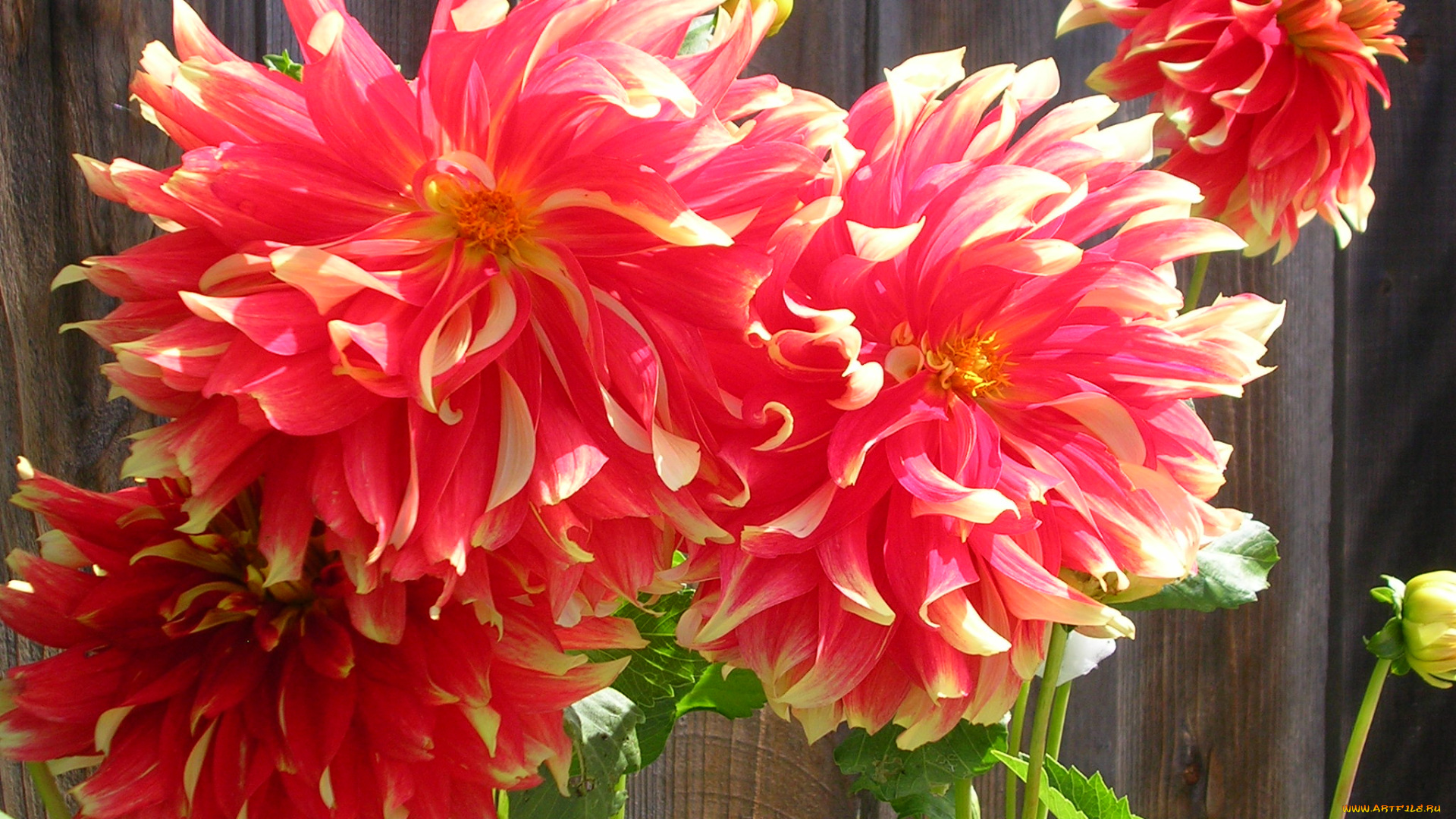 цветы, георгины, лепестки