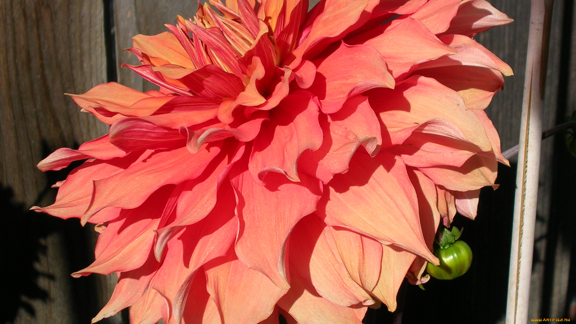 цветы, георгины, лепестки