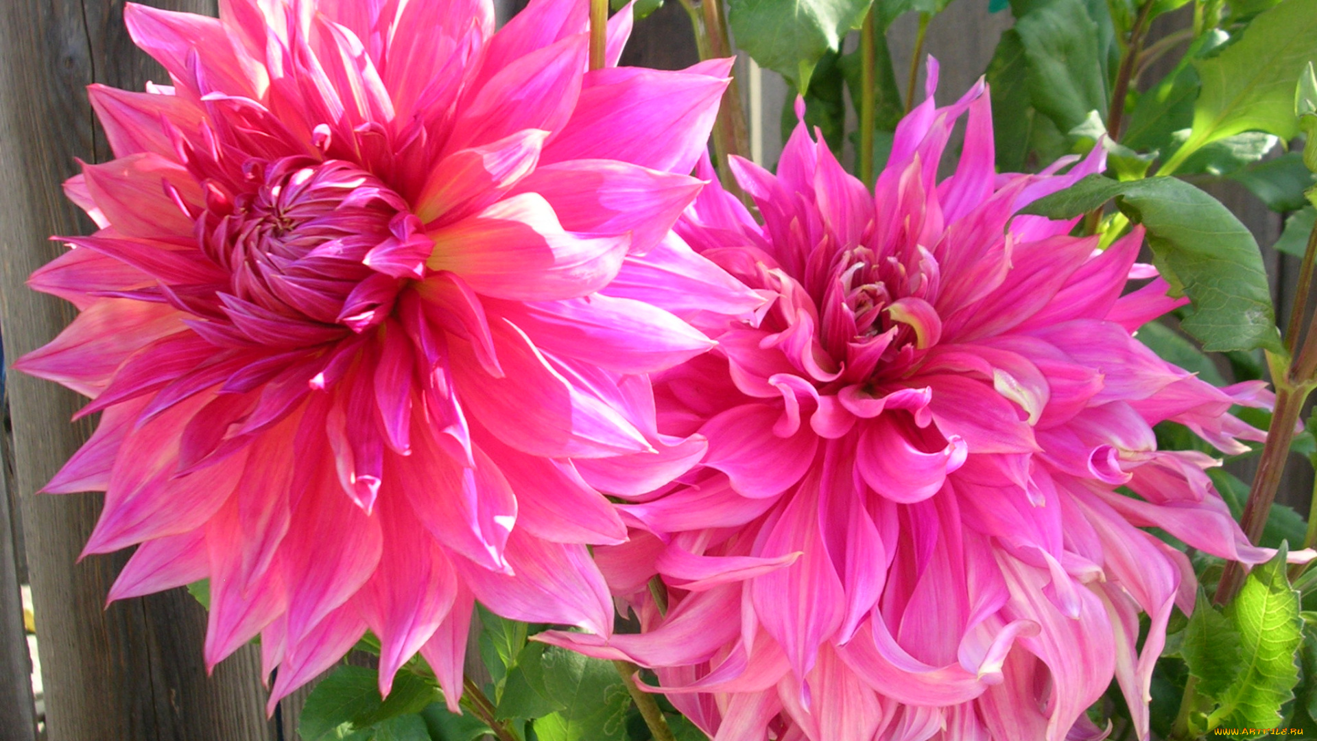 цветы, георгины, лепестки