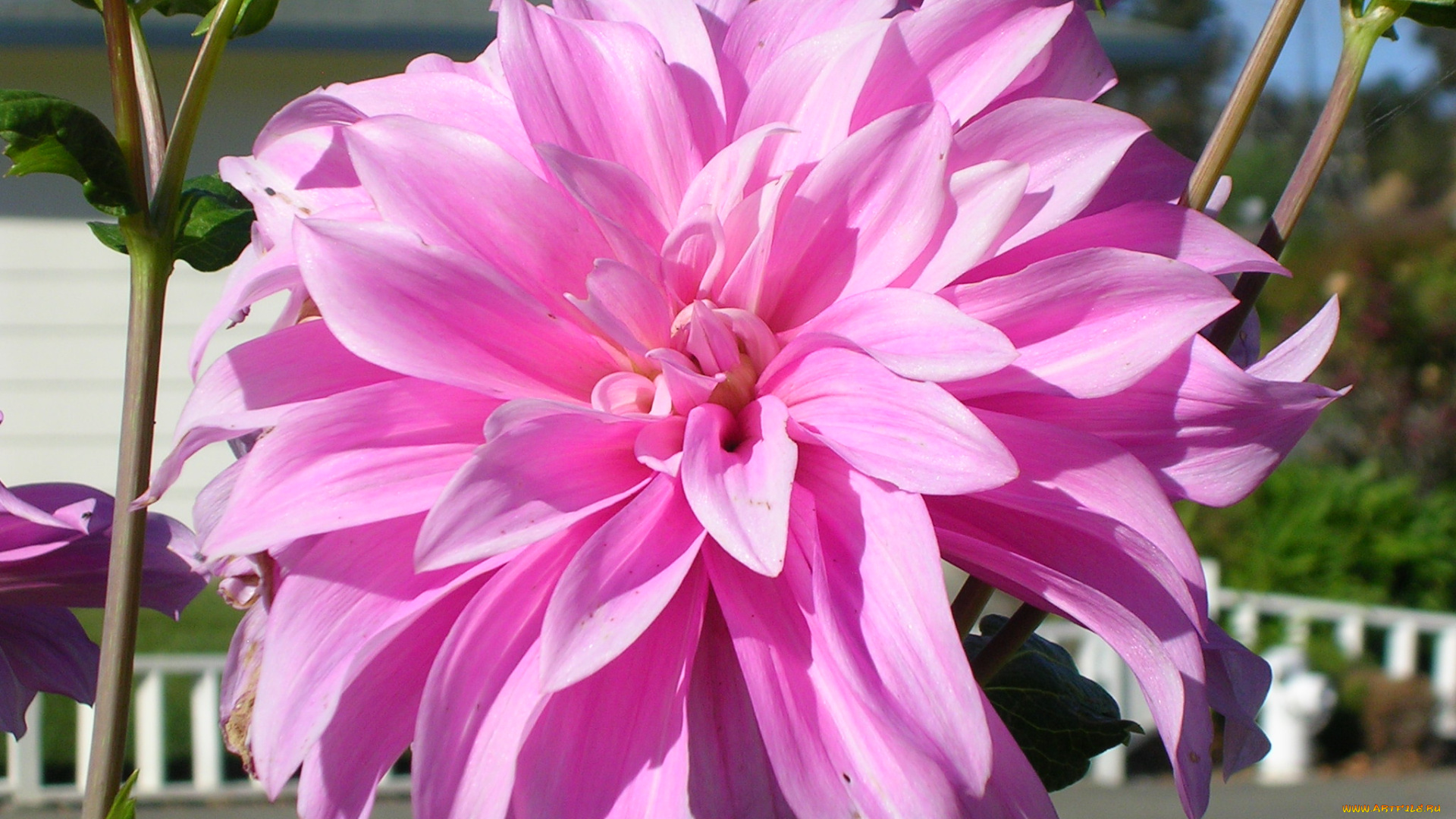 цветы, георгины, лепестки