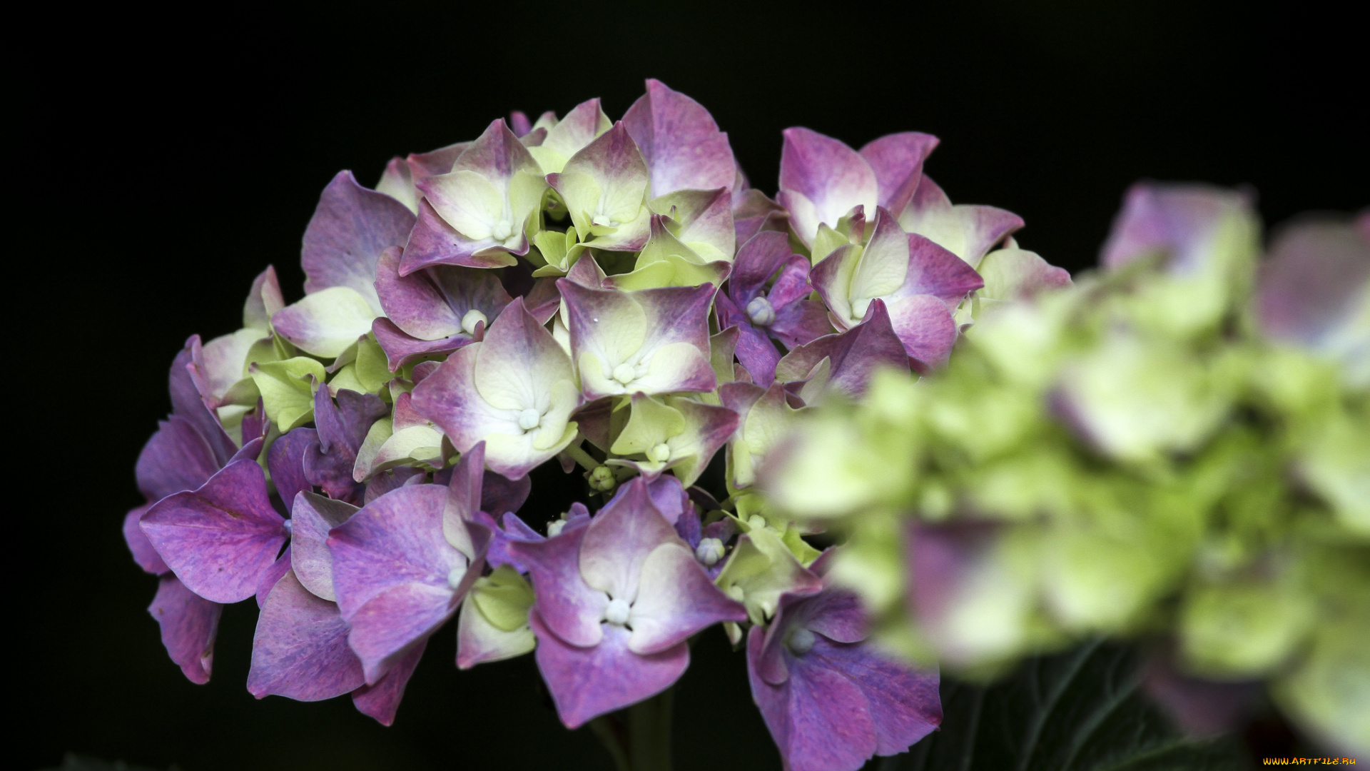 цветы, гортензия, макро