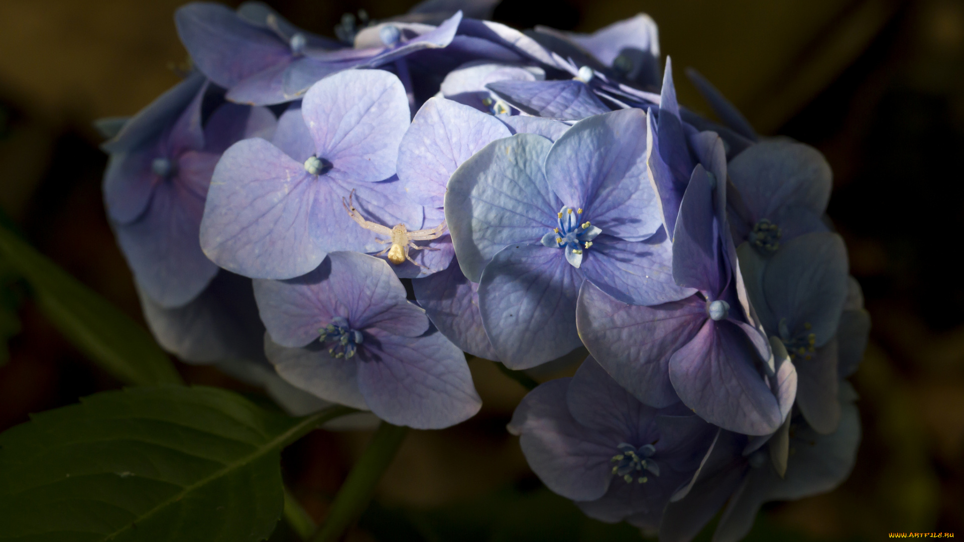 цветы, гортензия, соцветие, голубые