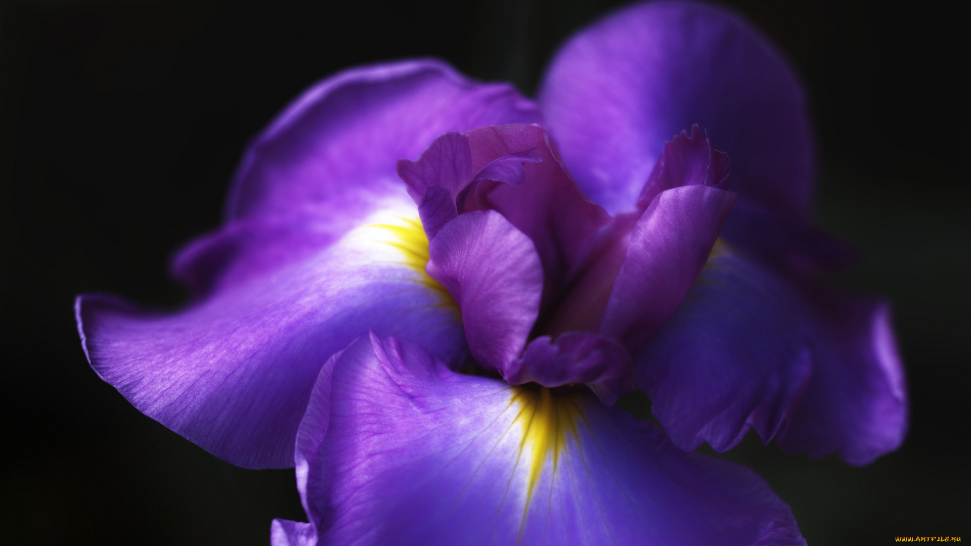 цветы, ирисы, ирис, цветок, макро, takaten, фиолетовый