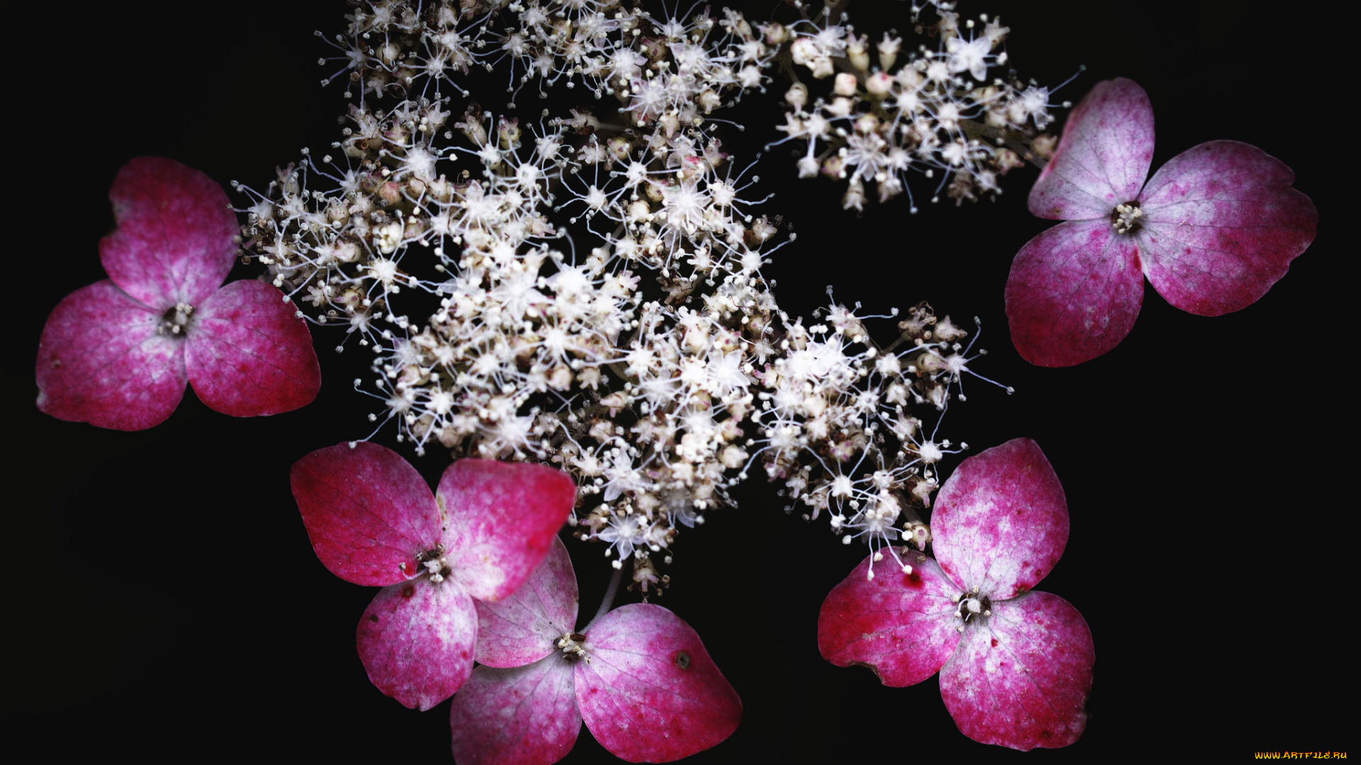 цветы, калина, макро, чёрный, takaten, фон