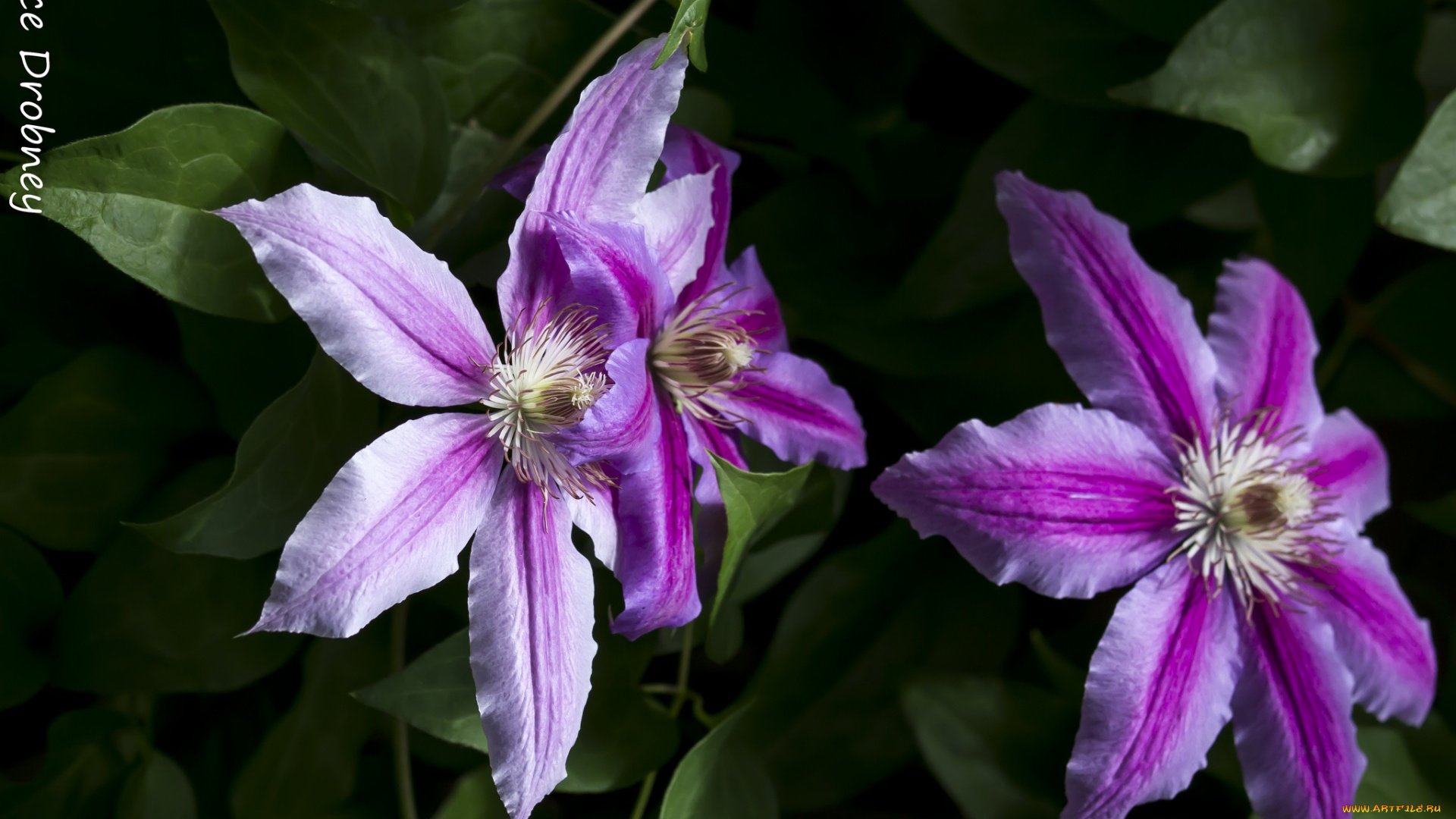 цветы, клематис, , ломонос, сиреневый, клематис