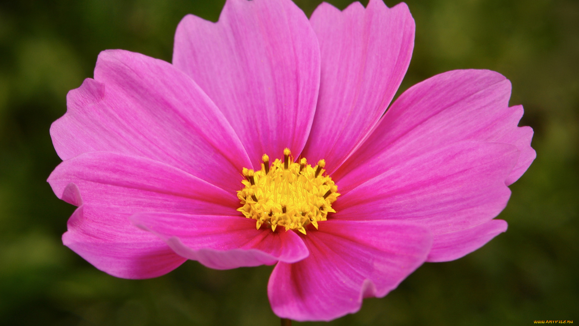 цветы, космея, itchydogimages, макро, цветок, розовый