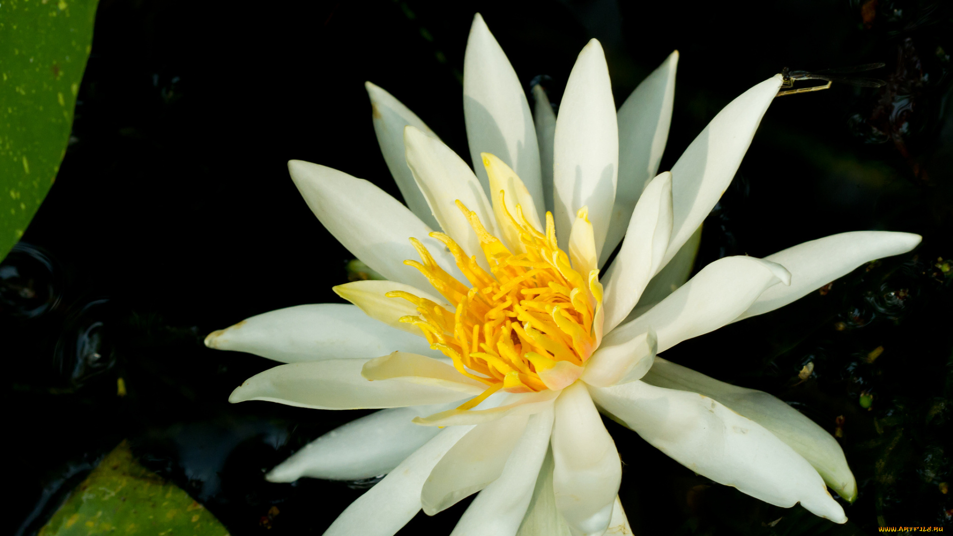 цветы, лилии, водяные, , нимфеи, , кувшинки, цветок, макро, водяная, лилия, лепестки, белый