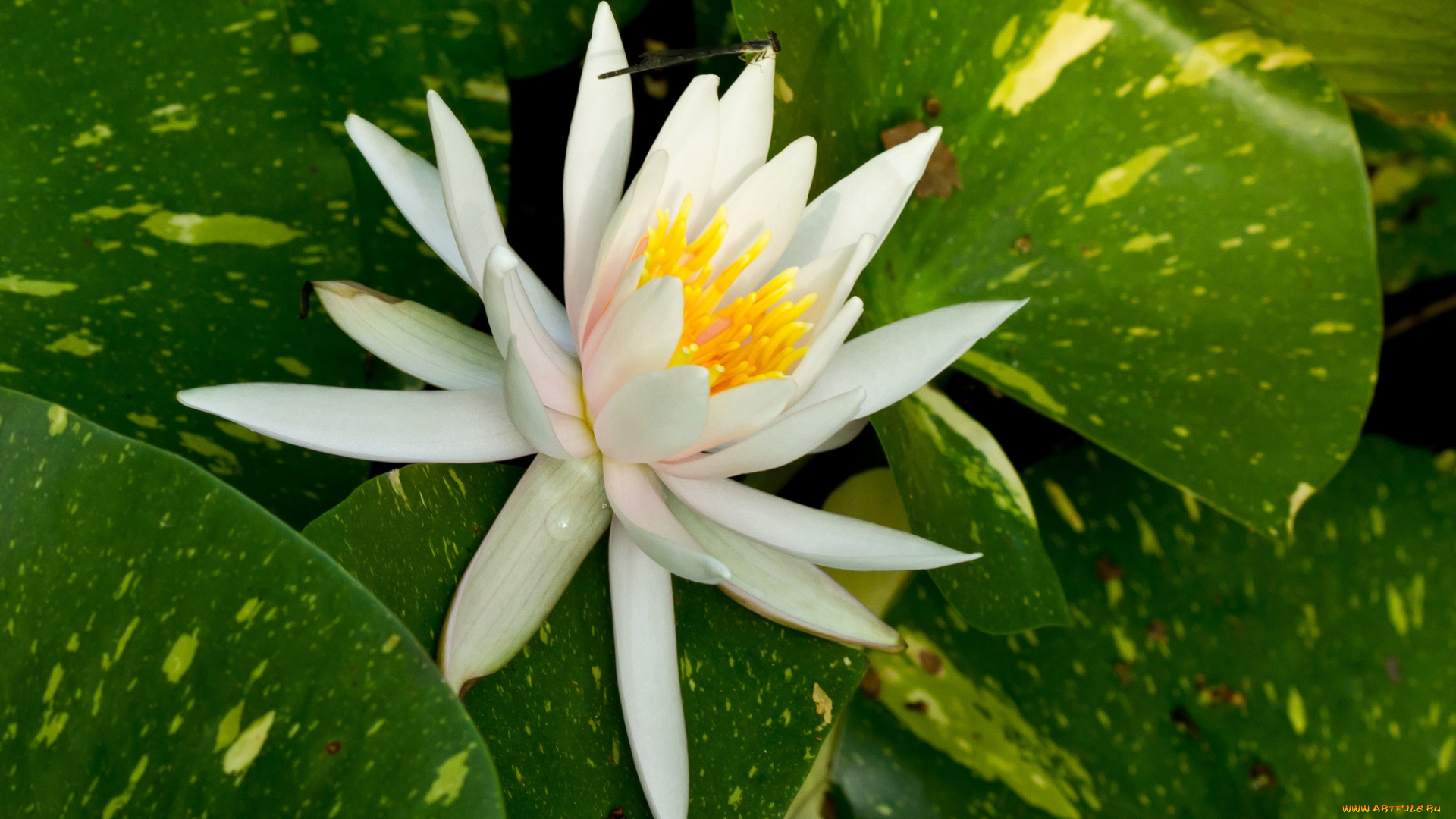 цветы, лилии, водяные, , нимфеи, , кувшинки, листья, белый, цветок, стрекоза, водяная, лилия