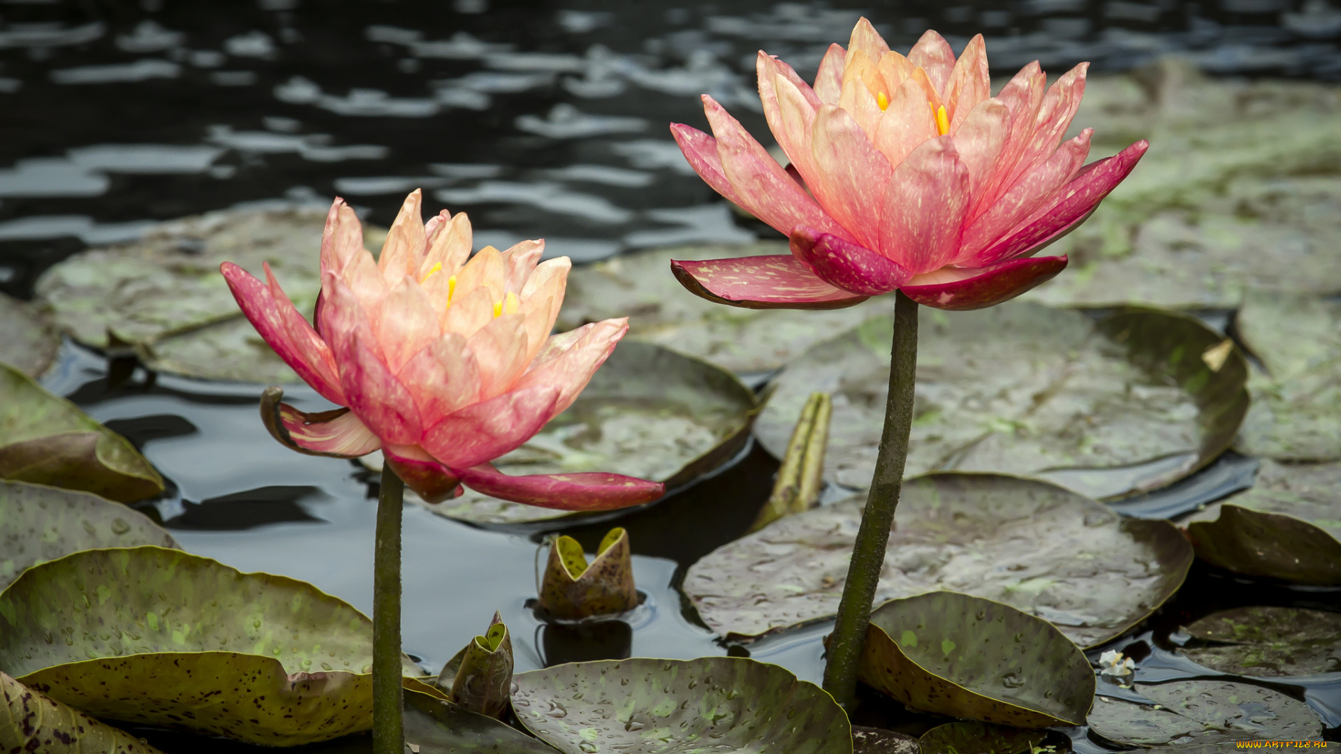 цветы, лилии, водяные, , нимфеи, , кувшинки, природа, оранжевые, водяные