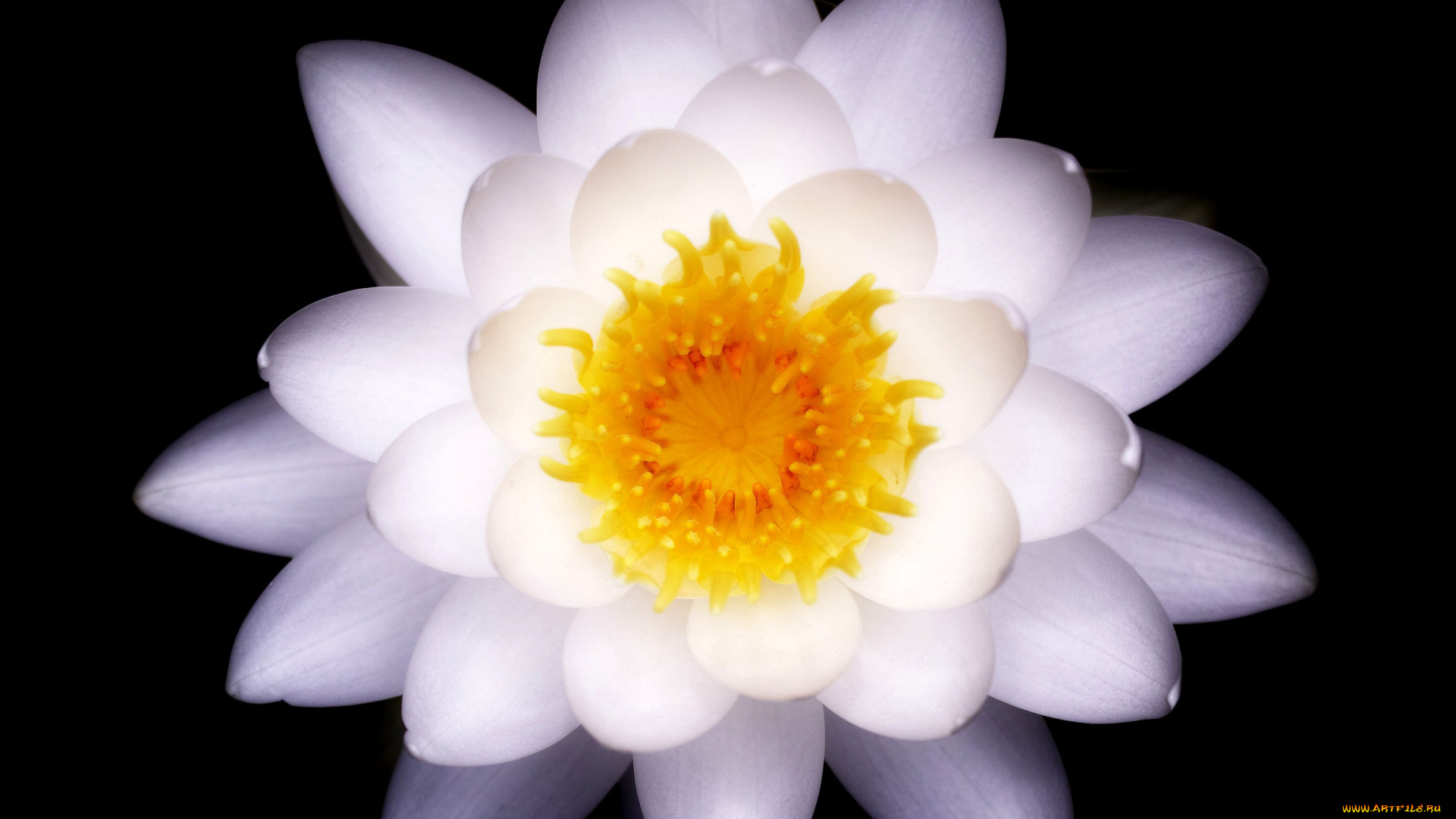 цветы, лилии, водяные, , нимфеи, , кувшинки, чёрный, макро, takaten, водяная, лилия, лепестки, тычинки, белый, цветок, фон