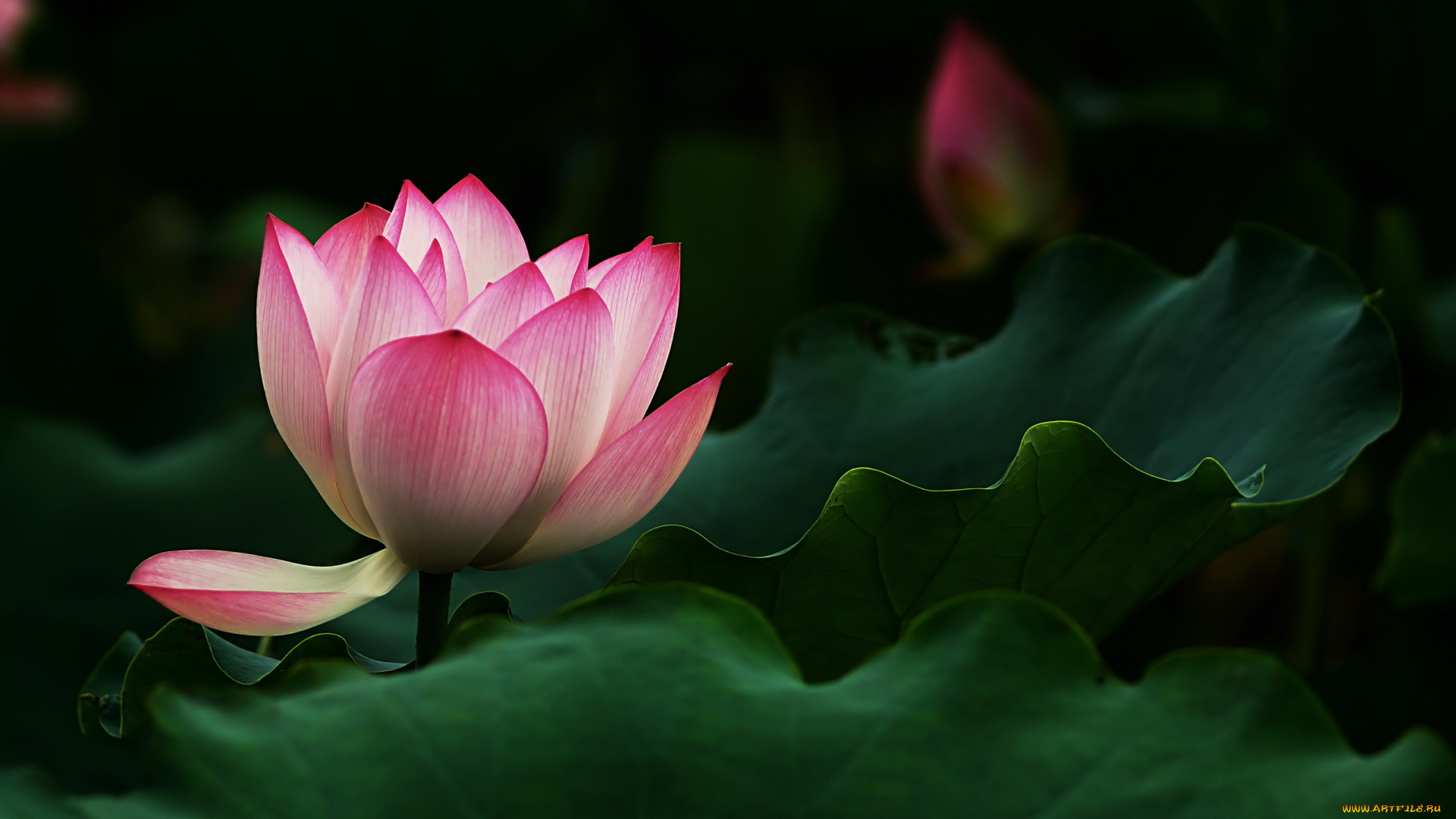 цветы, лотосы, лотос, розовый, цветок, листья