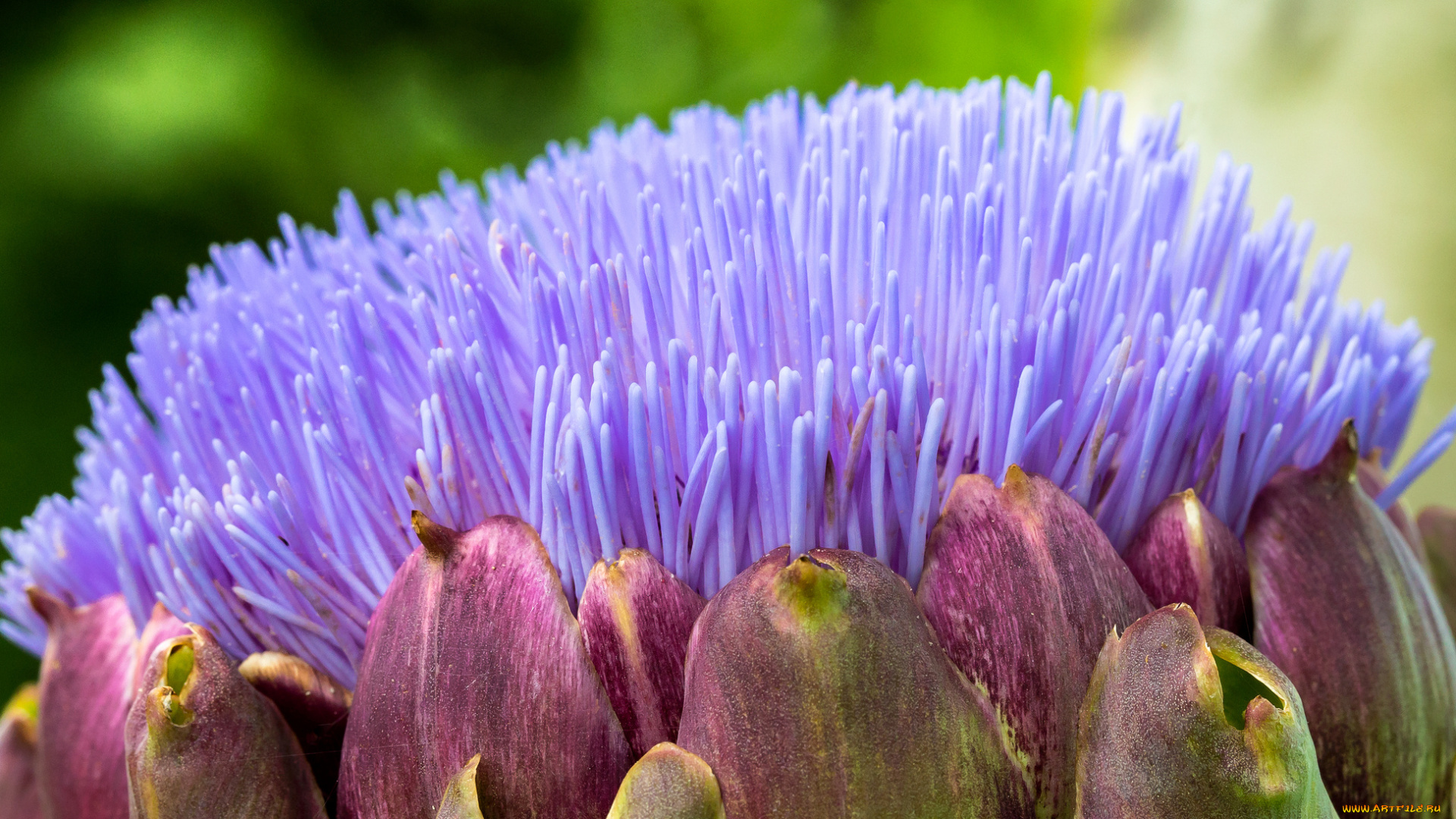 цветы, макро, сиреневый, цветок