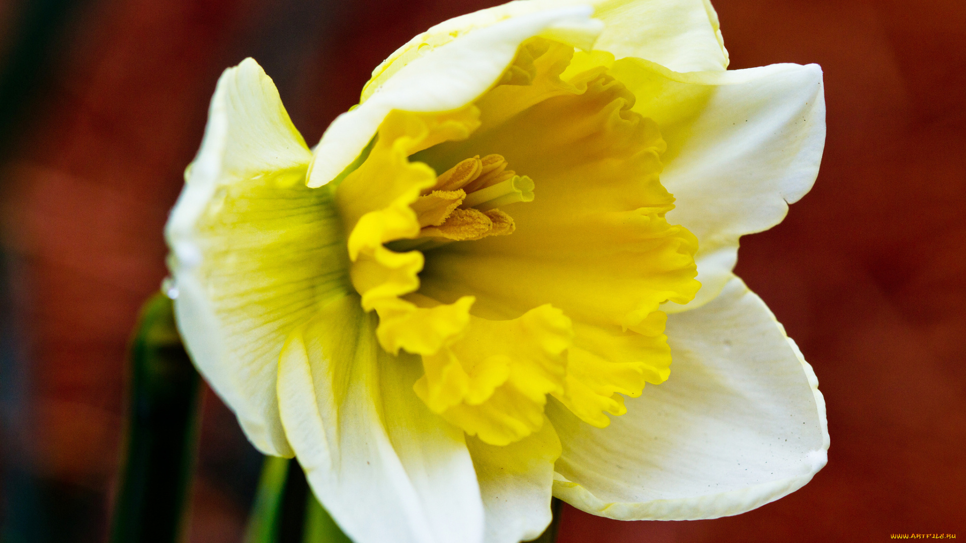 цветы, нарциссы, нарцисс, цветок, макро