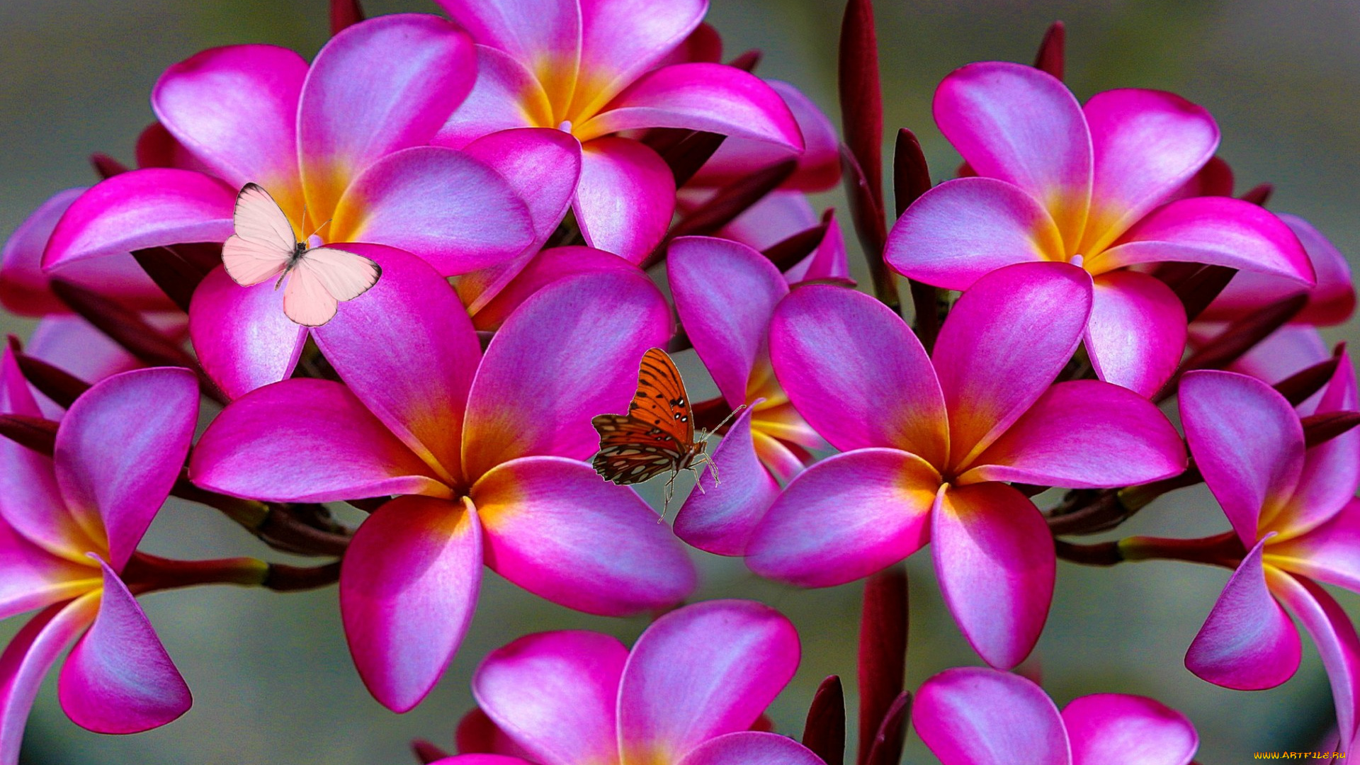 цветы, плюмерия, plumeria, дерево, бабочки, лепестки, природа