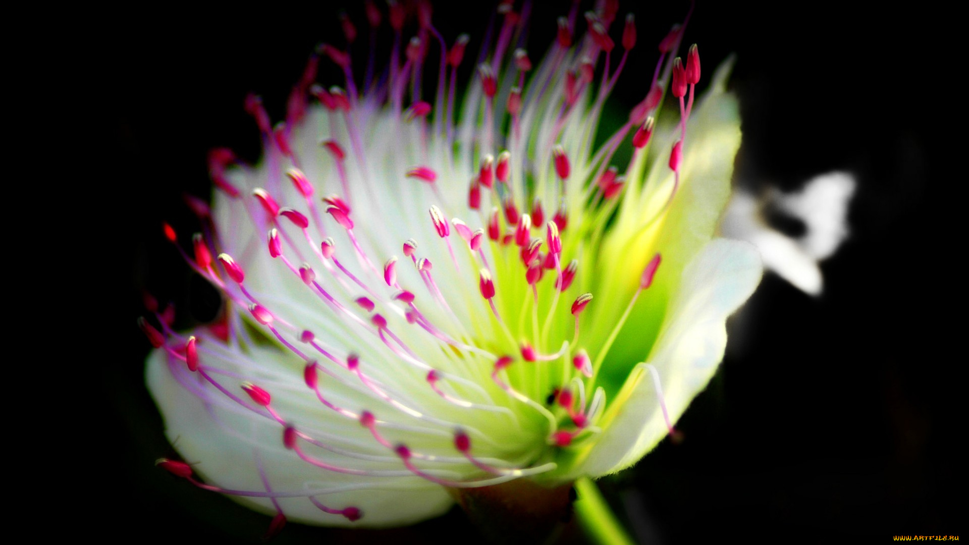 цветы, растение, фон, лепестки, цветок