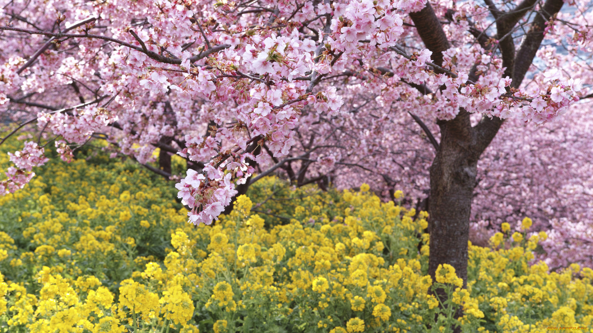 цветы, разные, вместе, takaten, весна, цветение, дерево, розовые, жёлтые