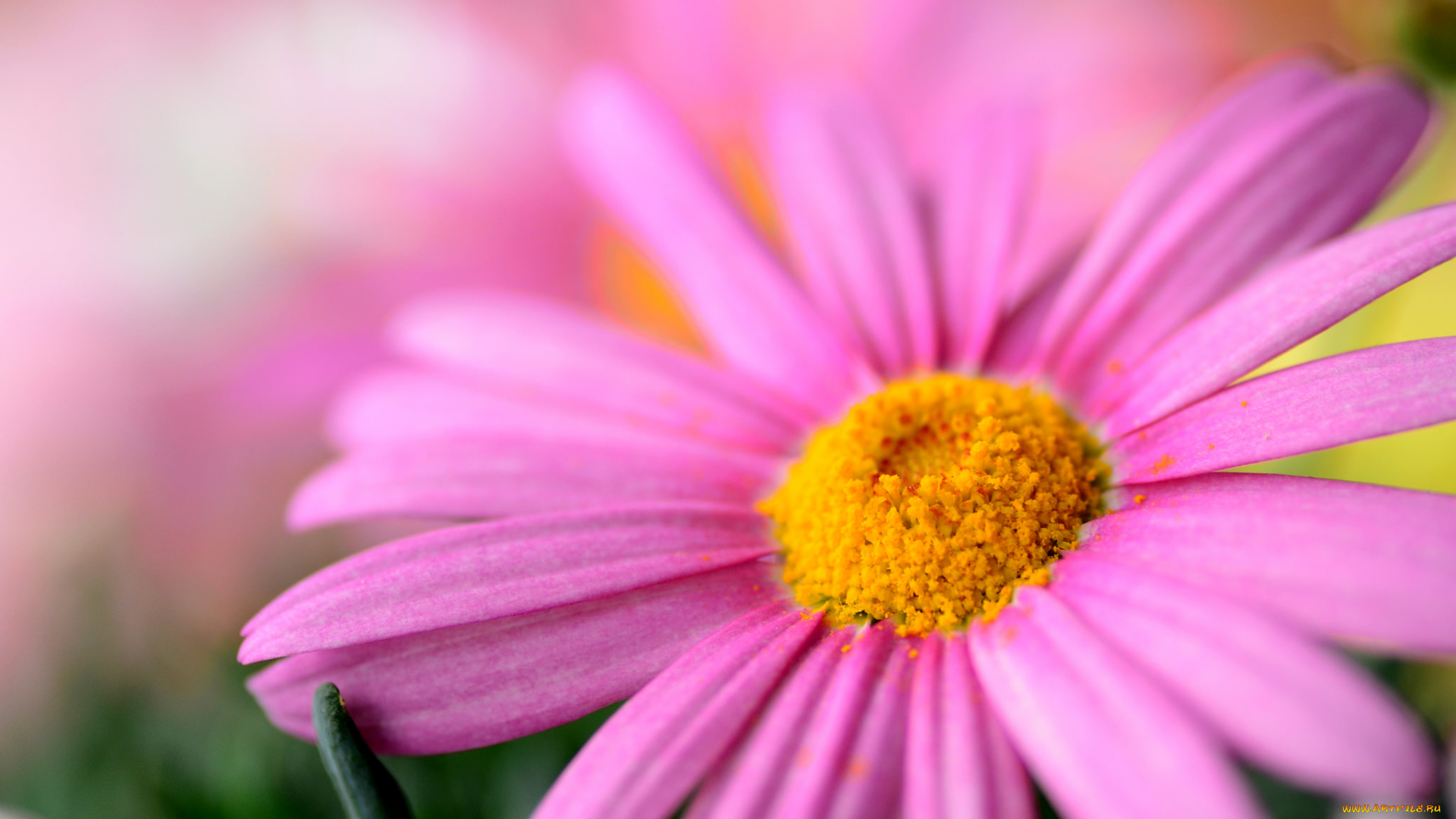 цветы, ромашки, цветок, макро, розовый